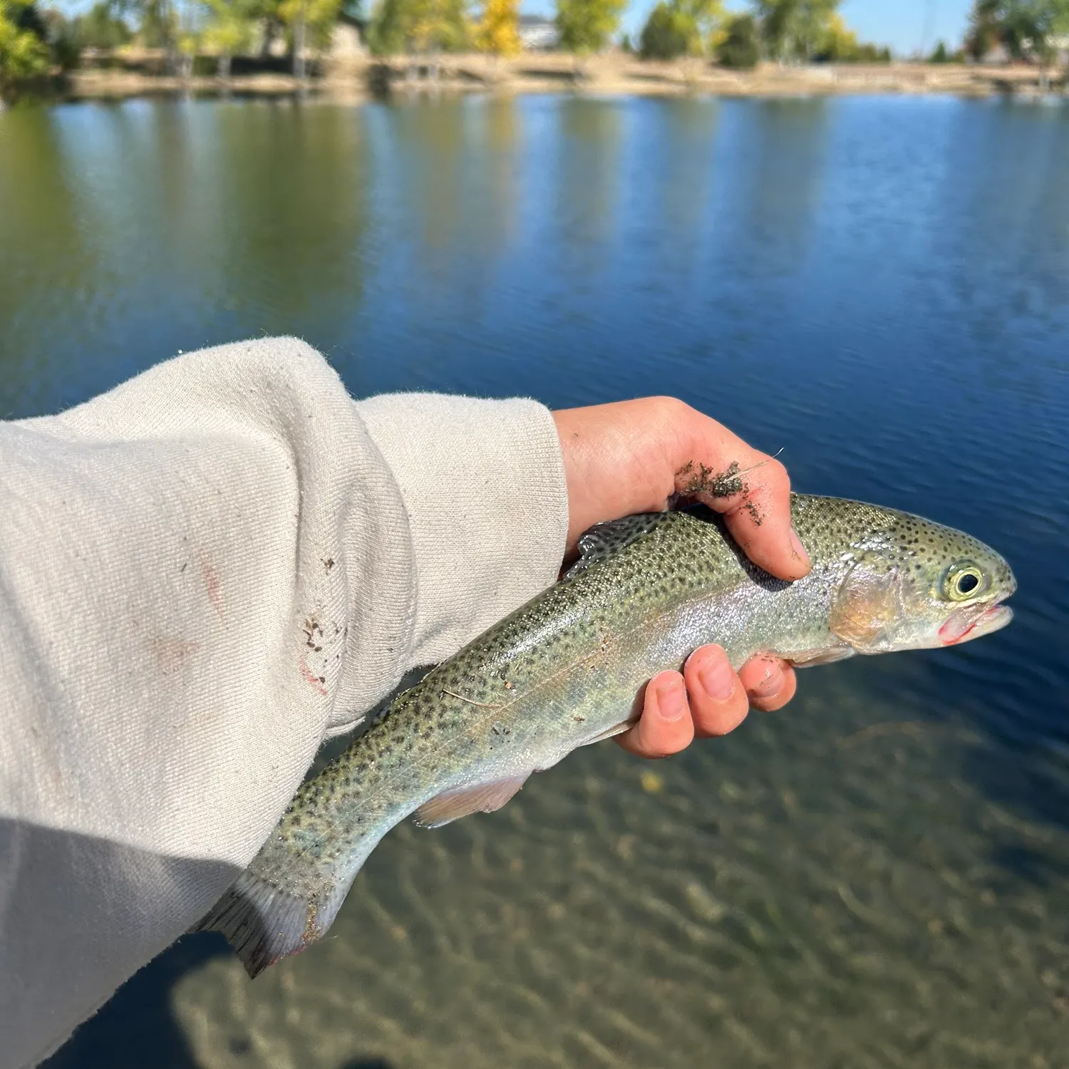 Rainbow trout caught on Fishbrain