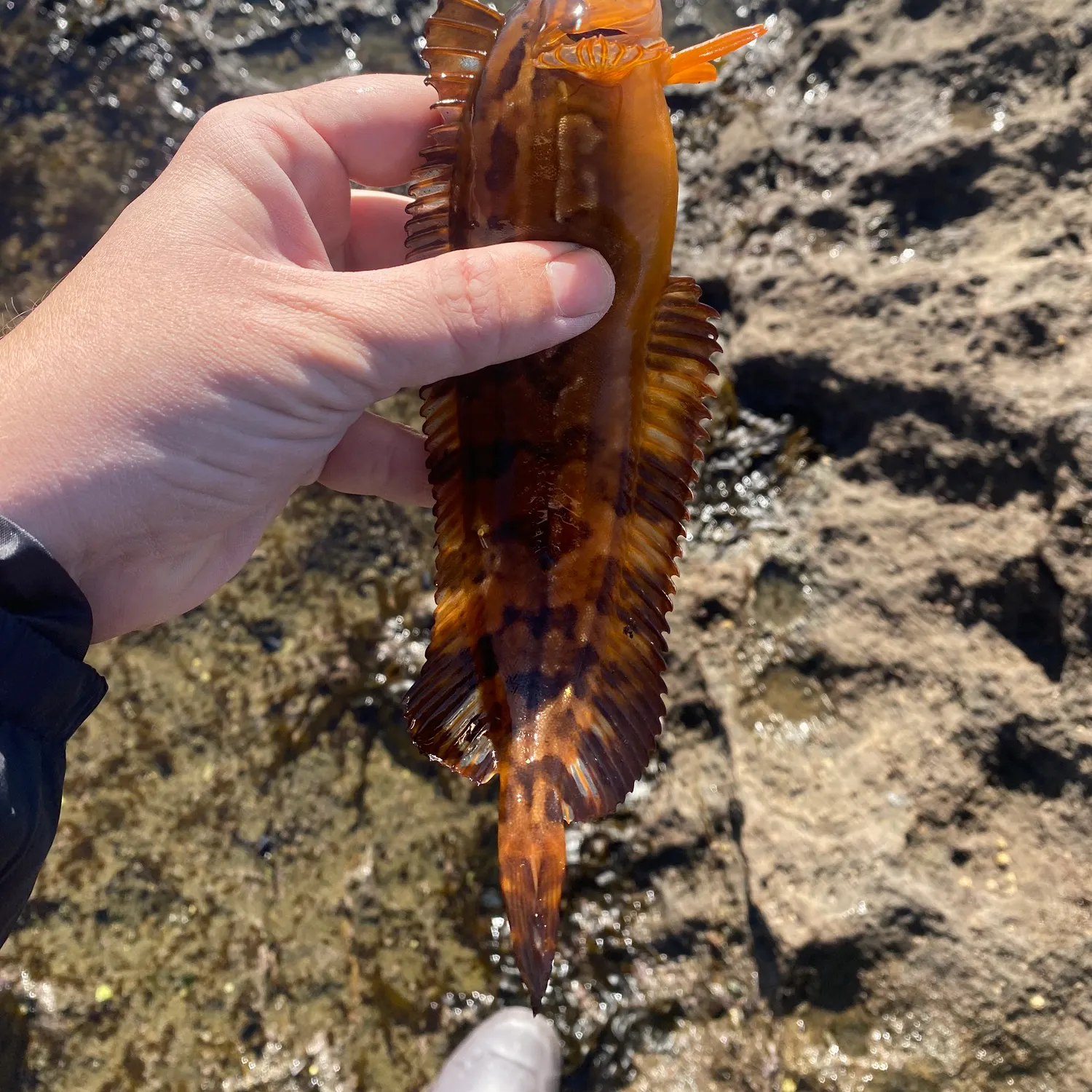 The most popular recent Striped kelpfish catch on Fishbrain