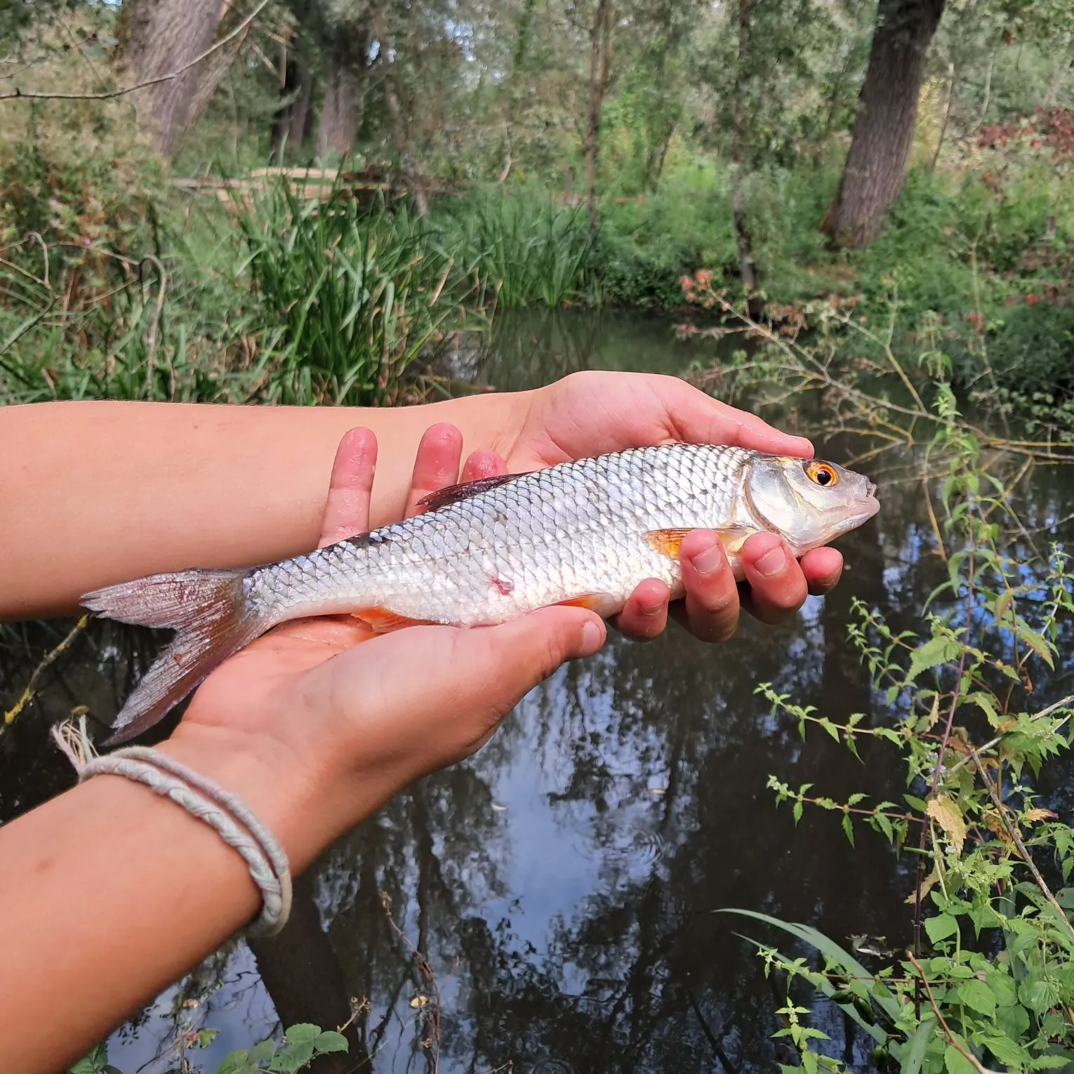 Common roach caught on Fishbrain