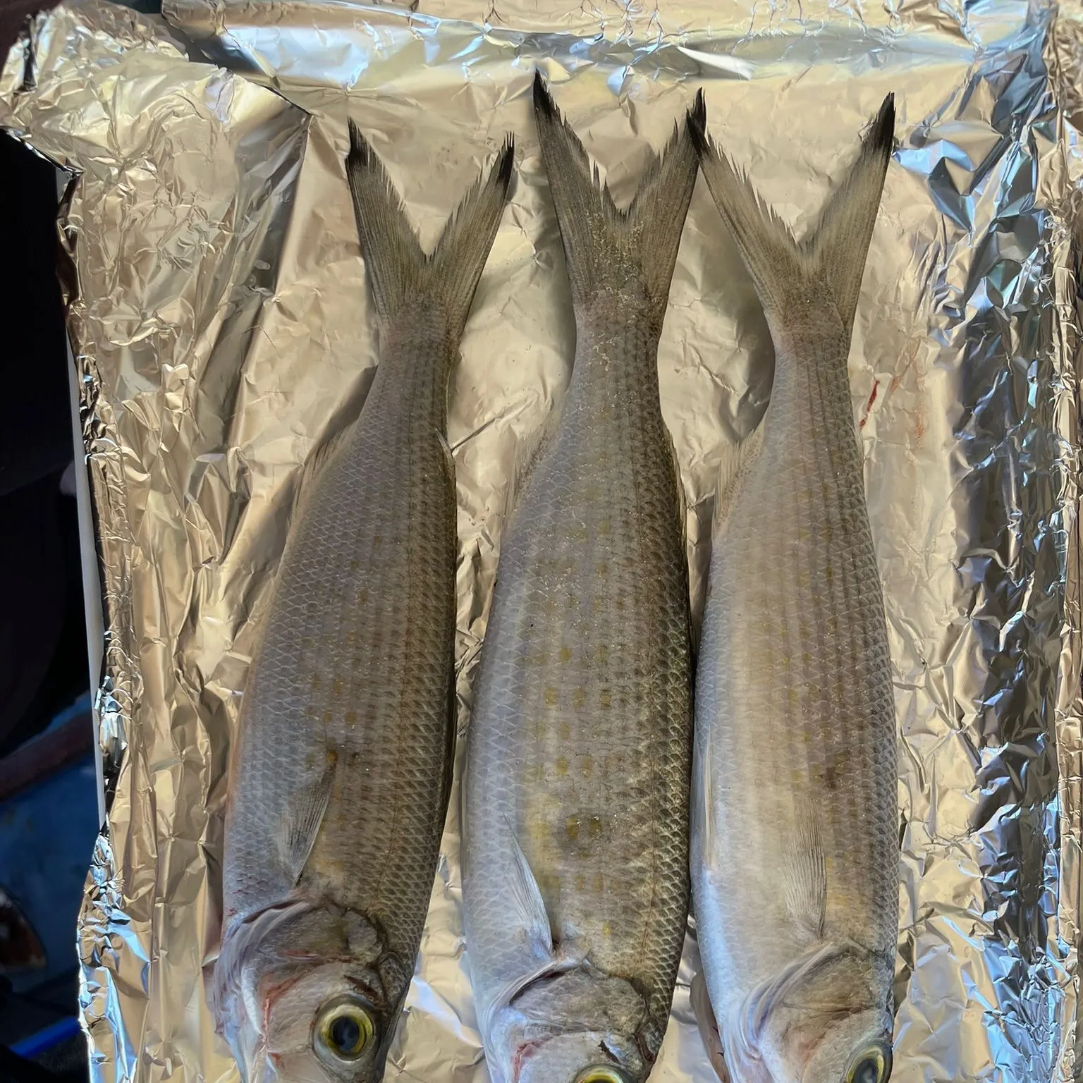 The most recent Australian ruff catches on Fishbrain