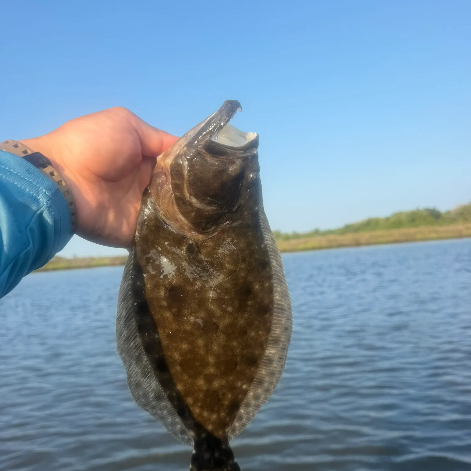 Southern flounder caught on Fishbrain