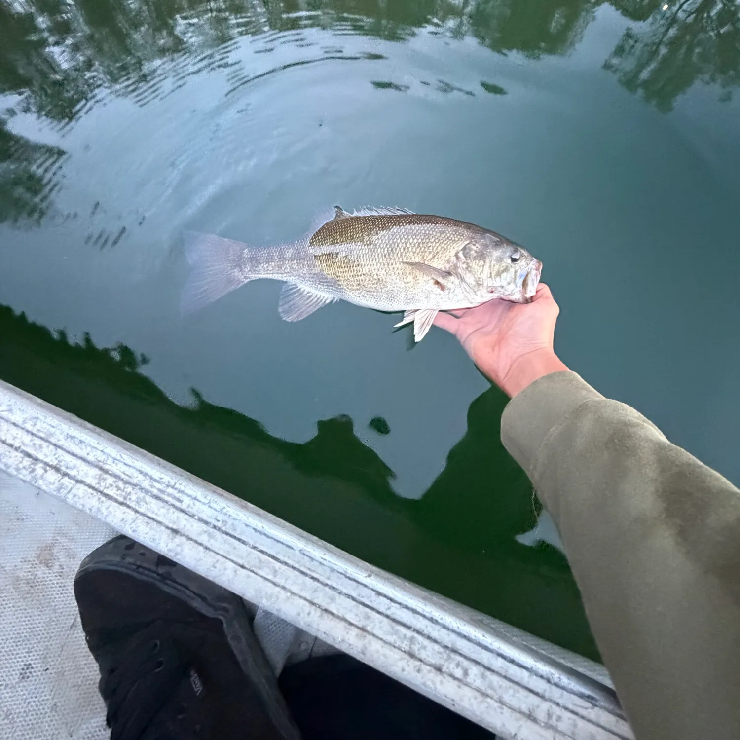 Smallmouth bass caught on Fishbrain