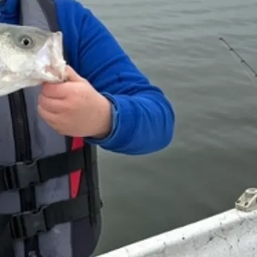 Striped bass caught on Fishbrain