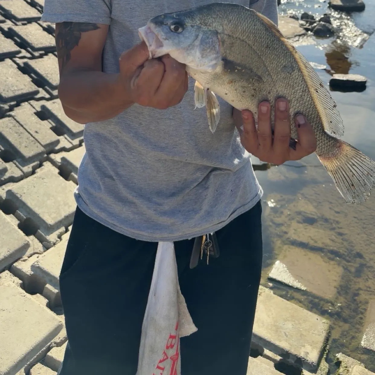 The most recent Freshwater drum catches on Fishbrain