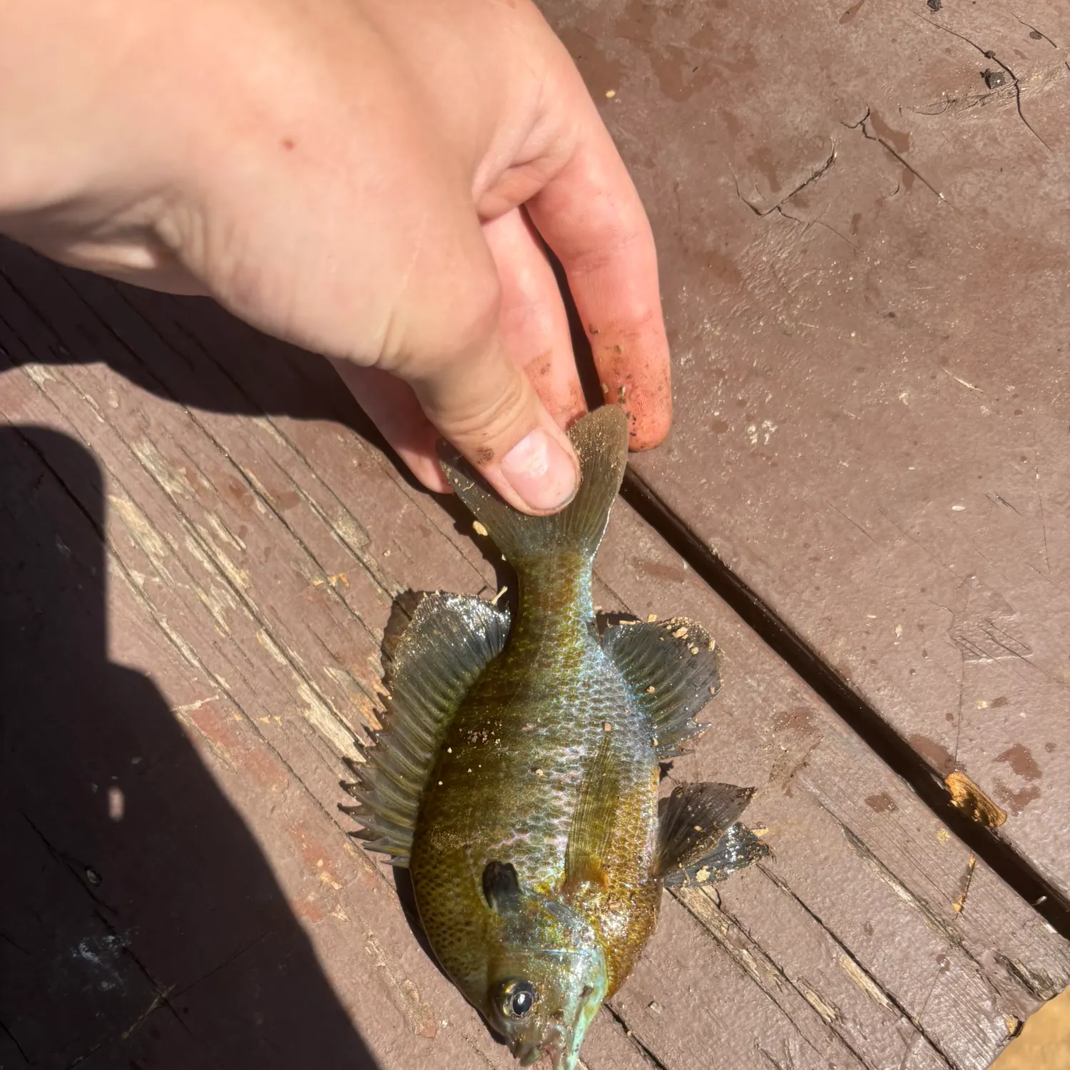 catch