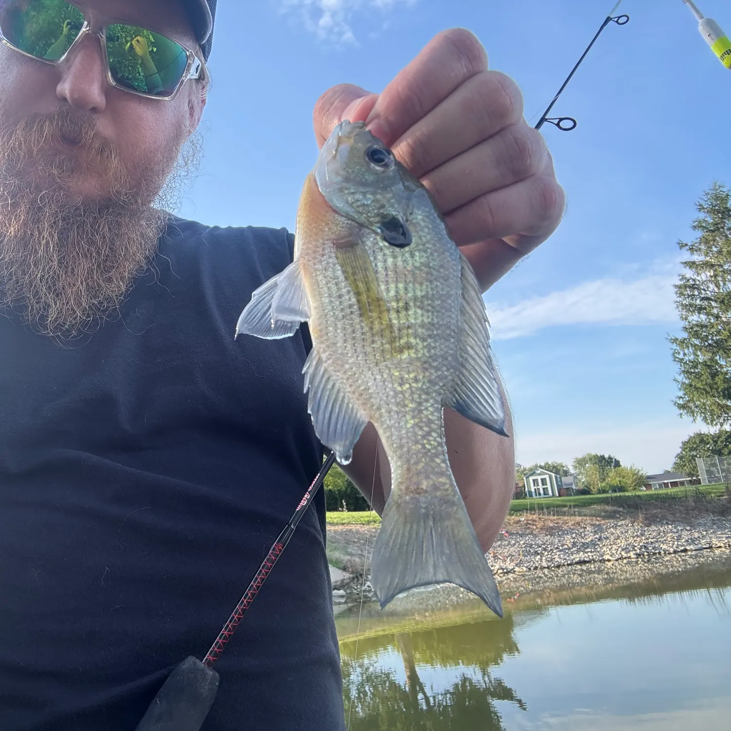 Bluegill caught on Fishbrain