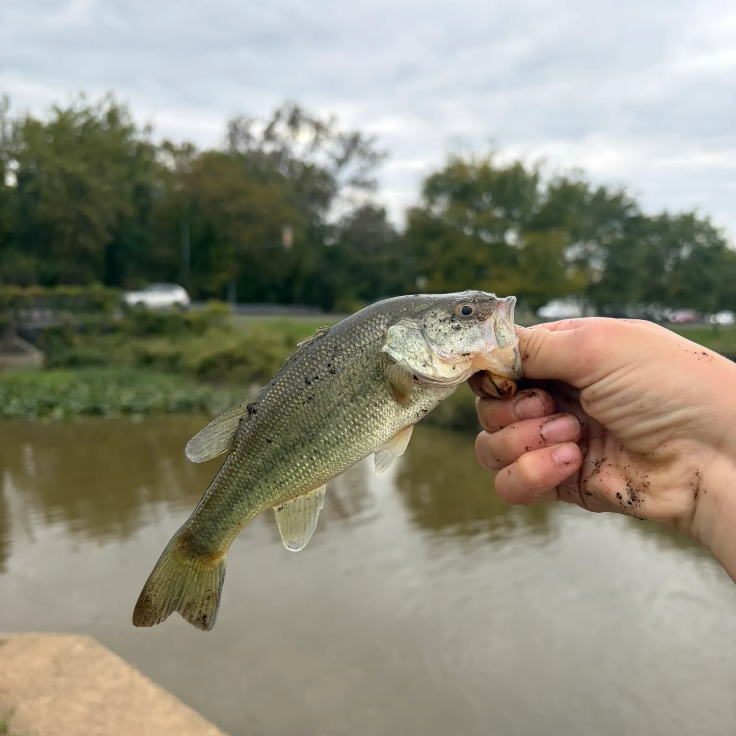 Spotted bass caught on Fishbrain