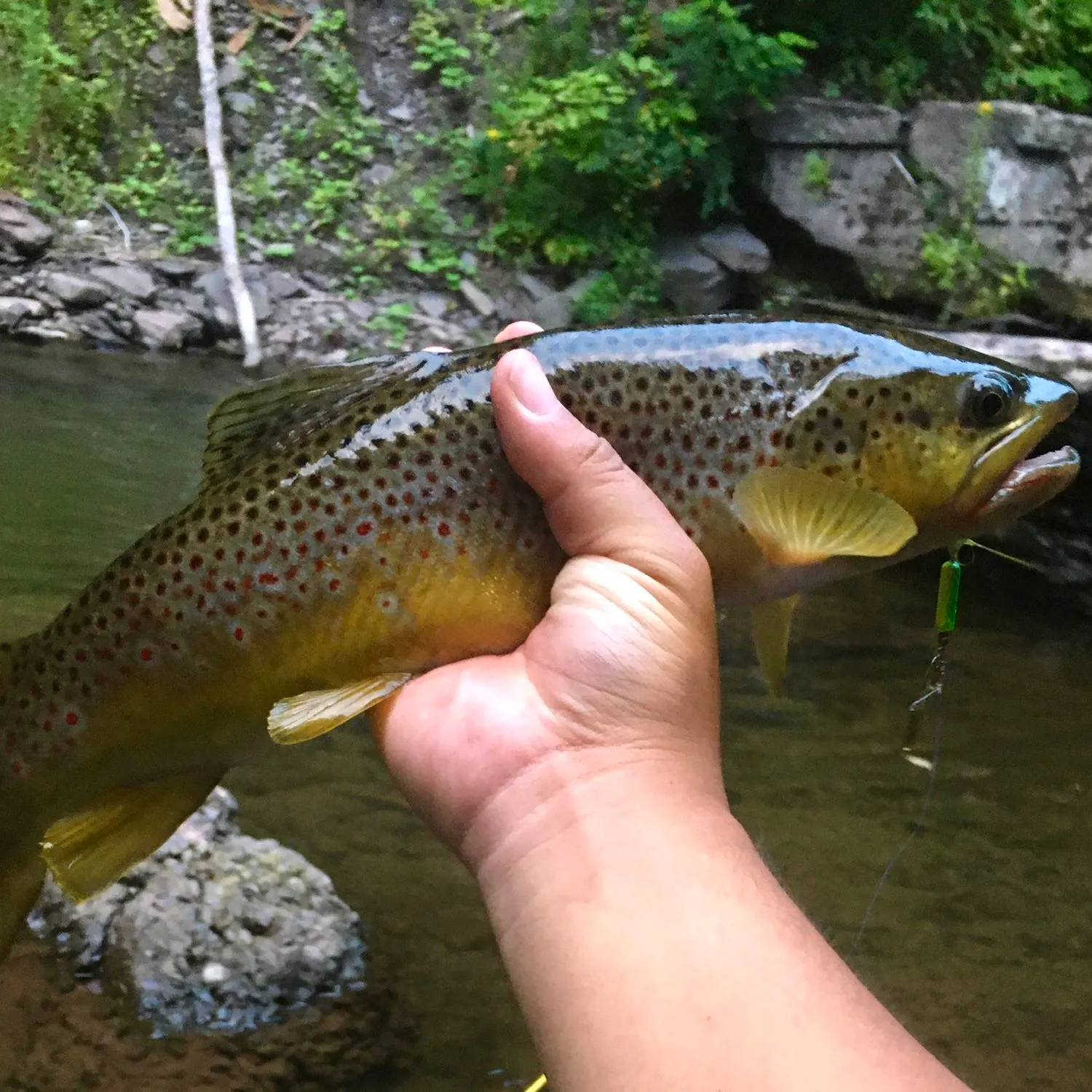 recently logged catches