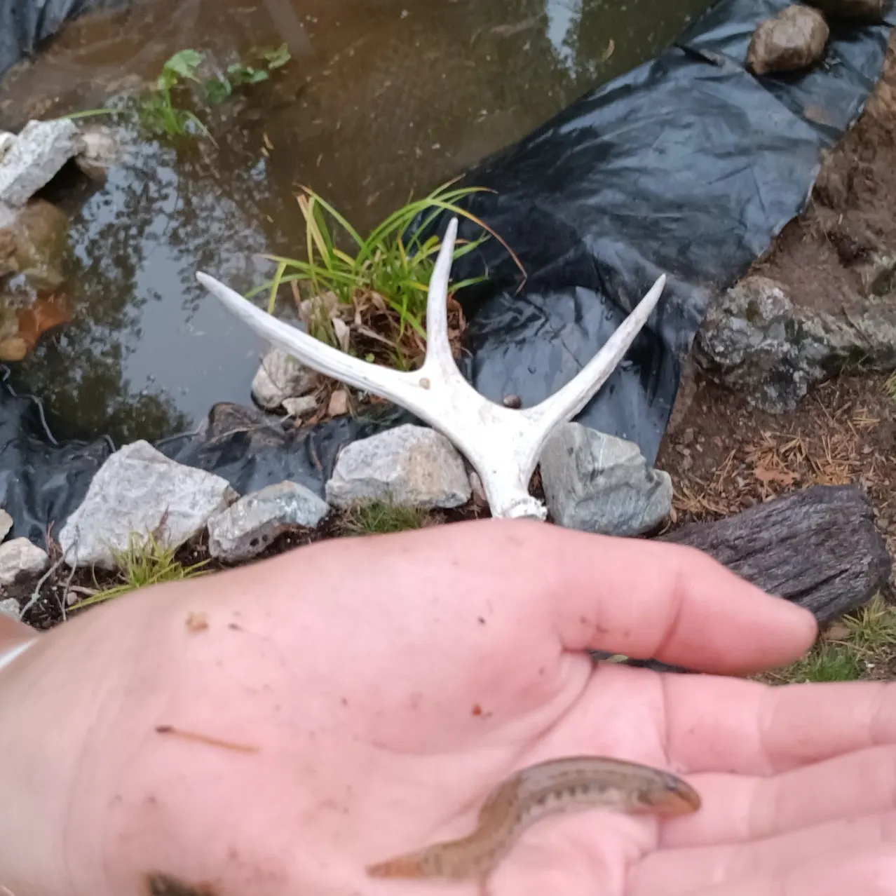 The most recent Stone loach catches on Fishbrain