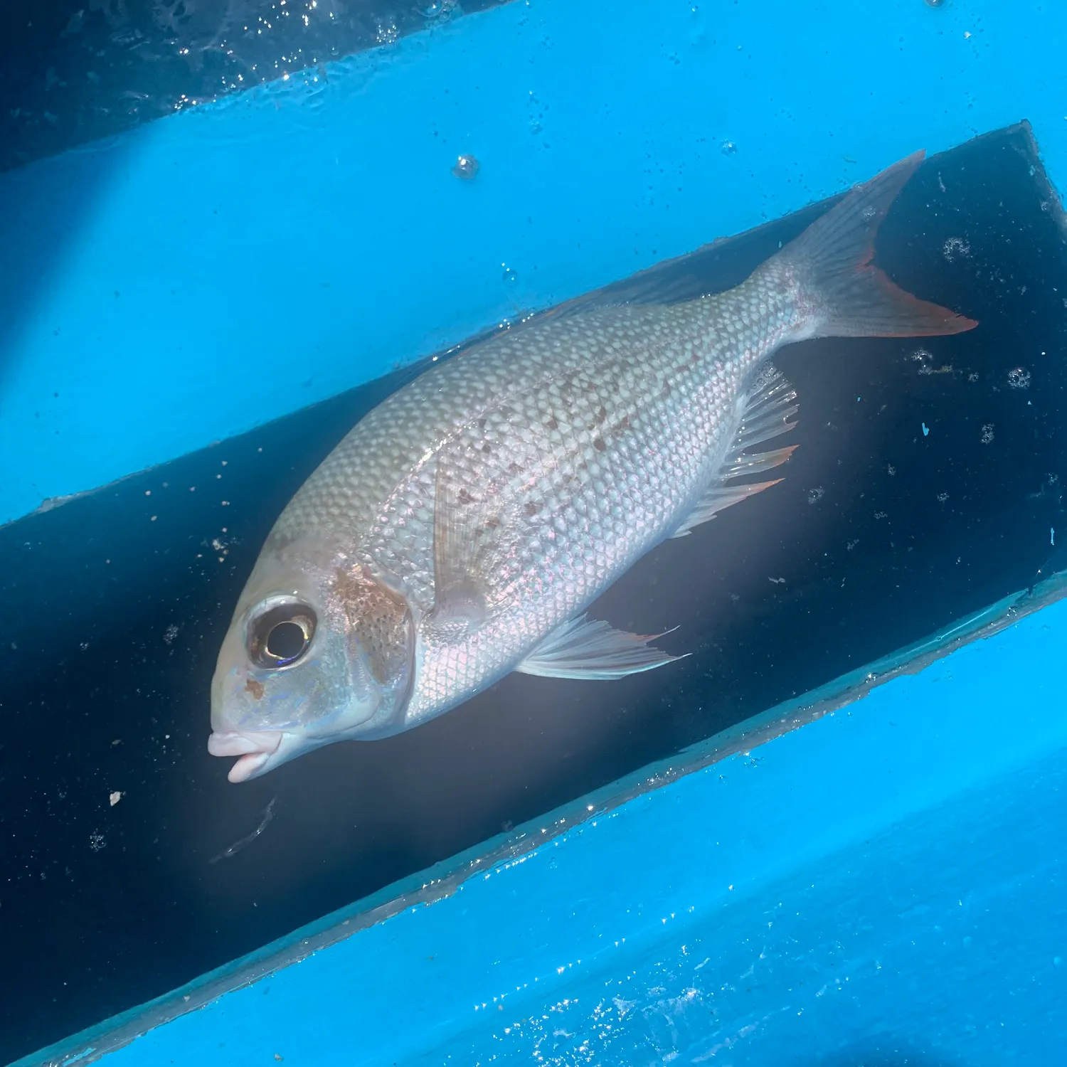 The most recent Black and white snapper catches on Fishbrain