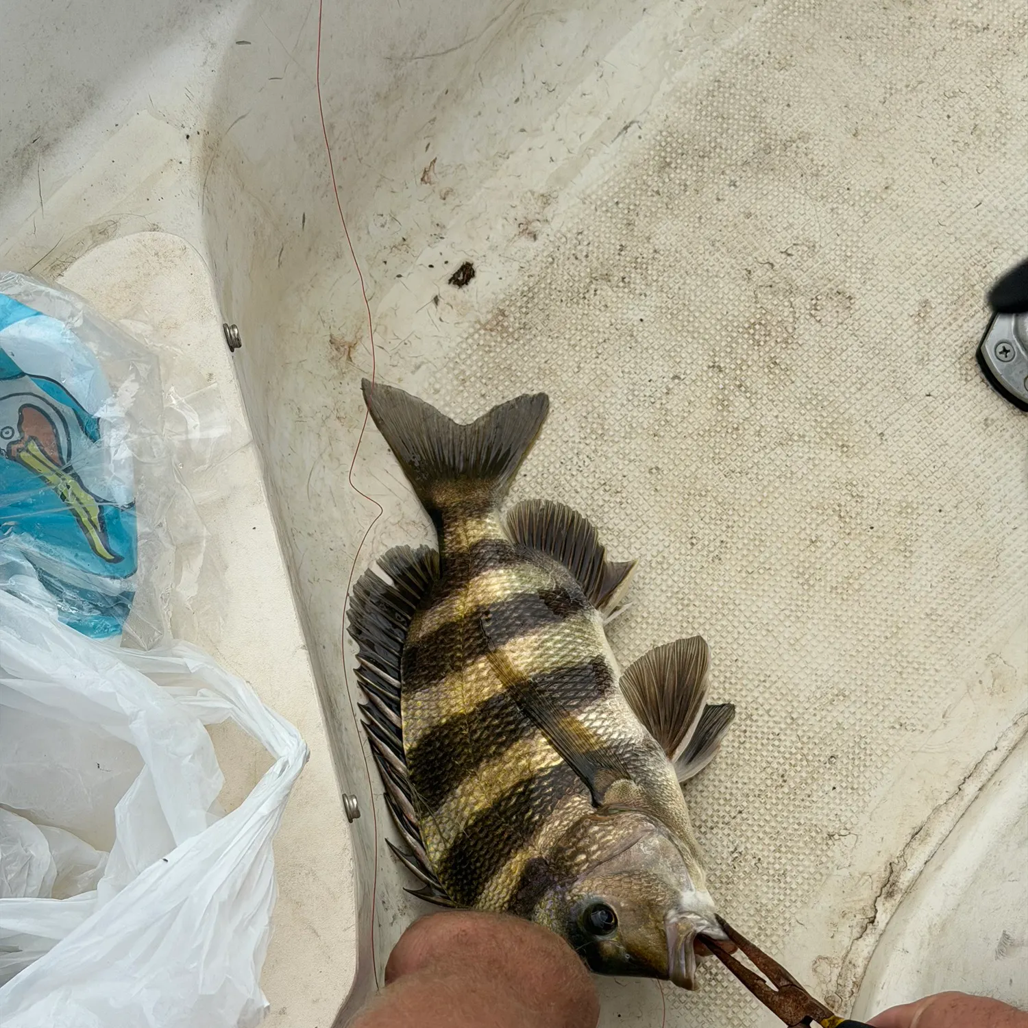 The most recent Sheepshead catches on Fishbrain
