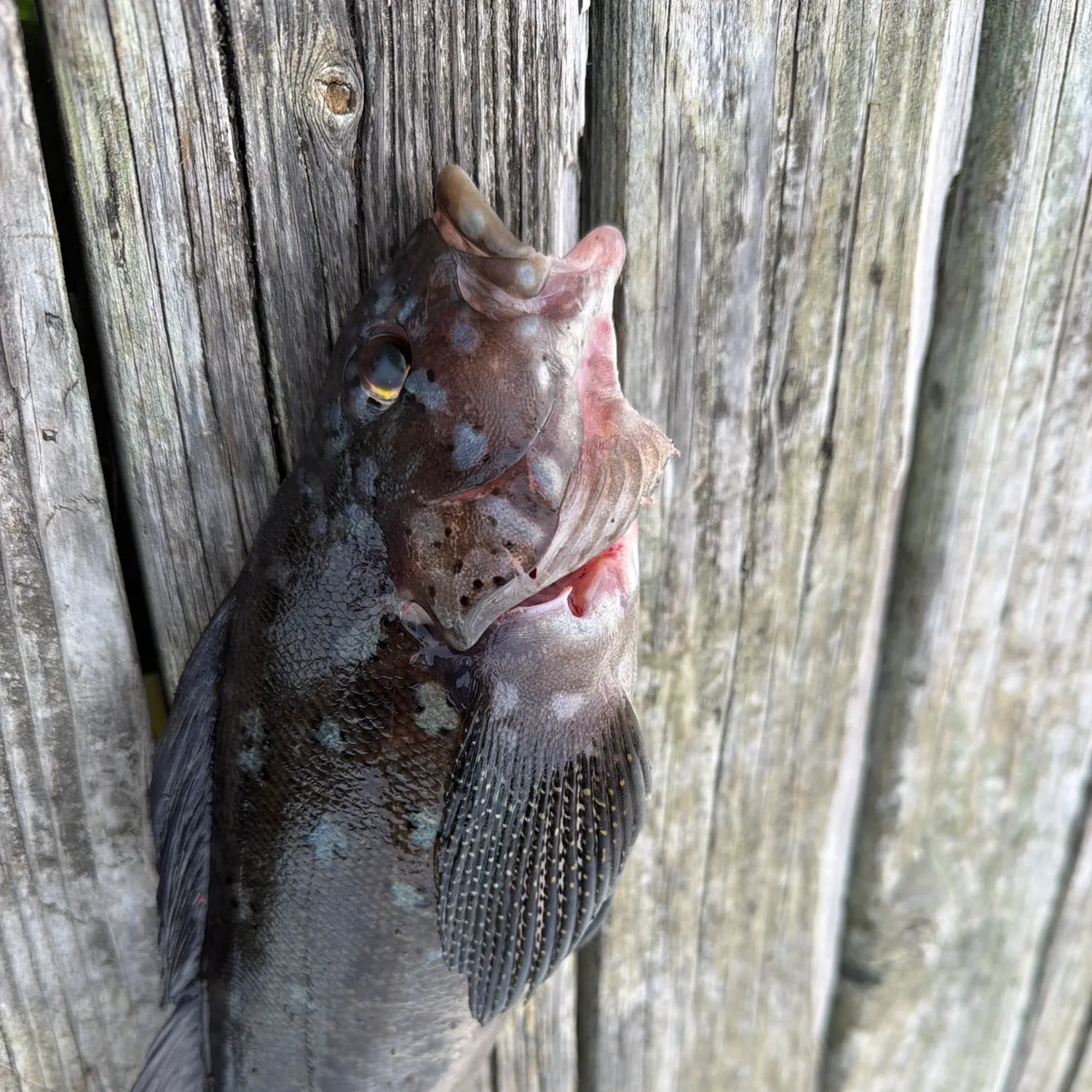 The most recent Blue rockfish catches on Fishbrain