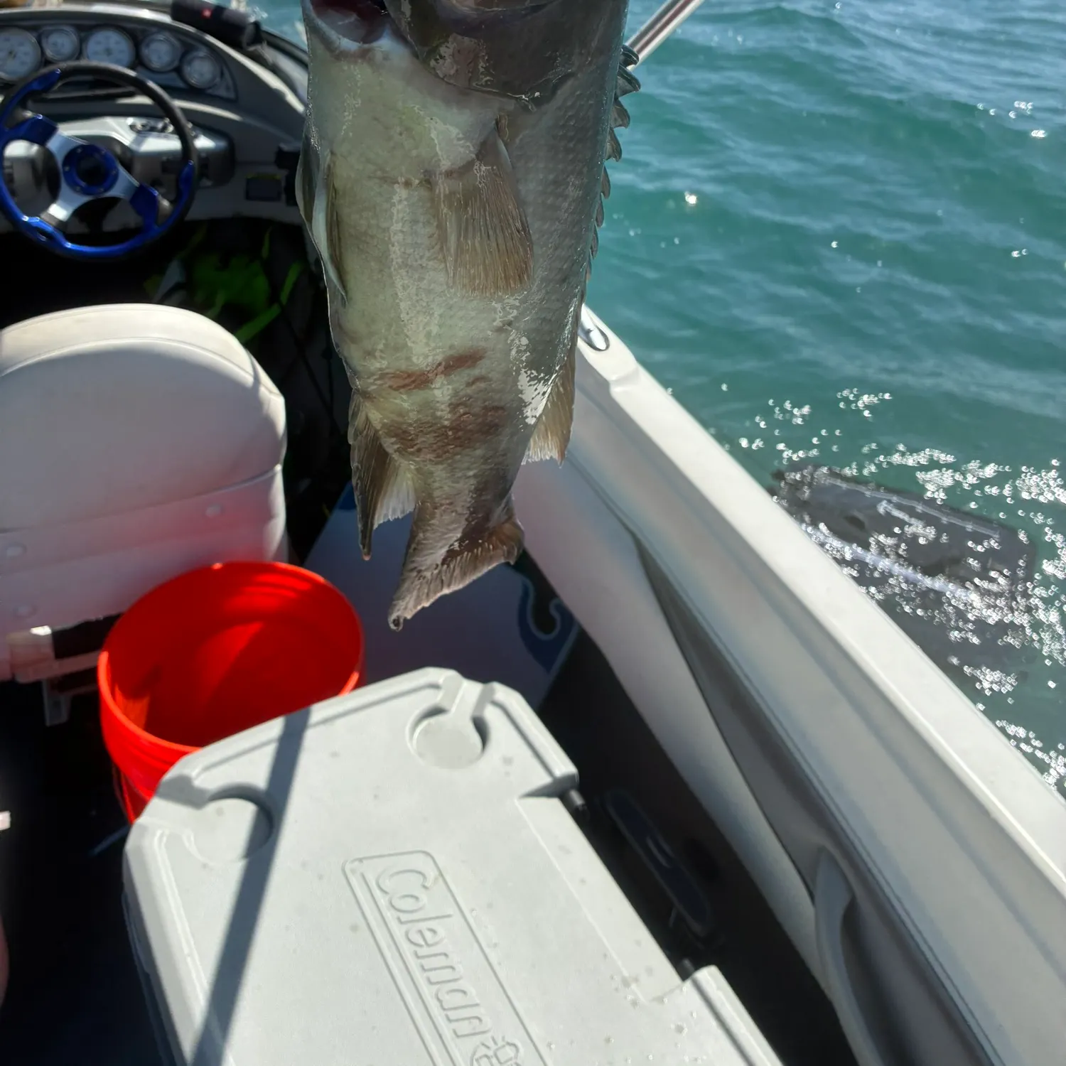 The most recent California sheephead catches on Fishbrain