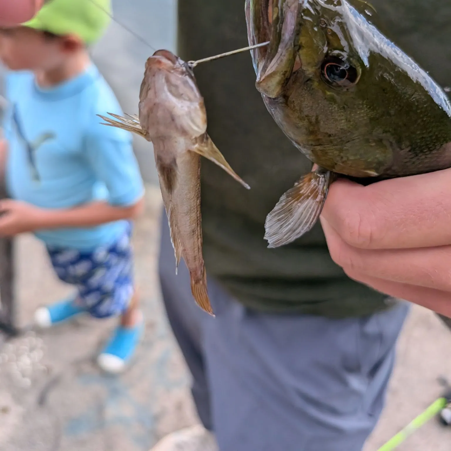 Smallmouth bass caught on Fishbrain