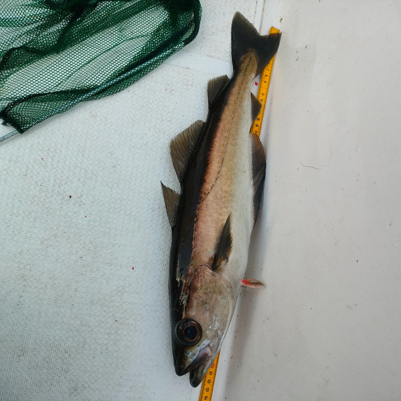 Pollack caught on Fishbrain