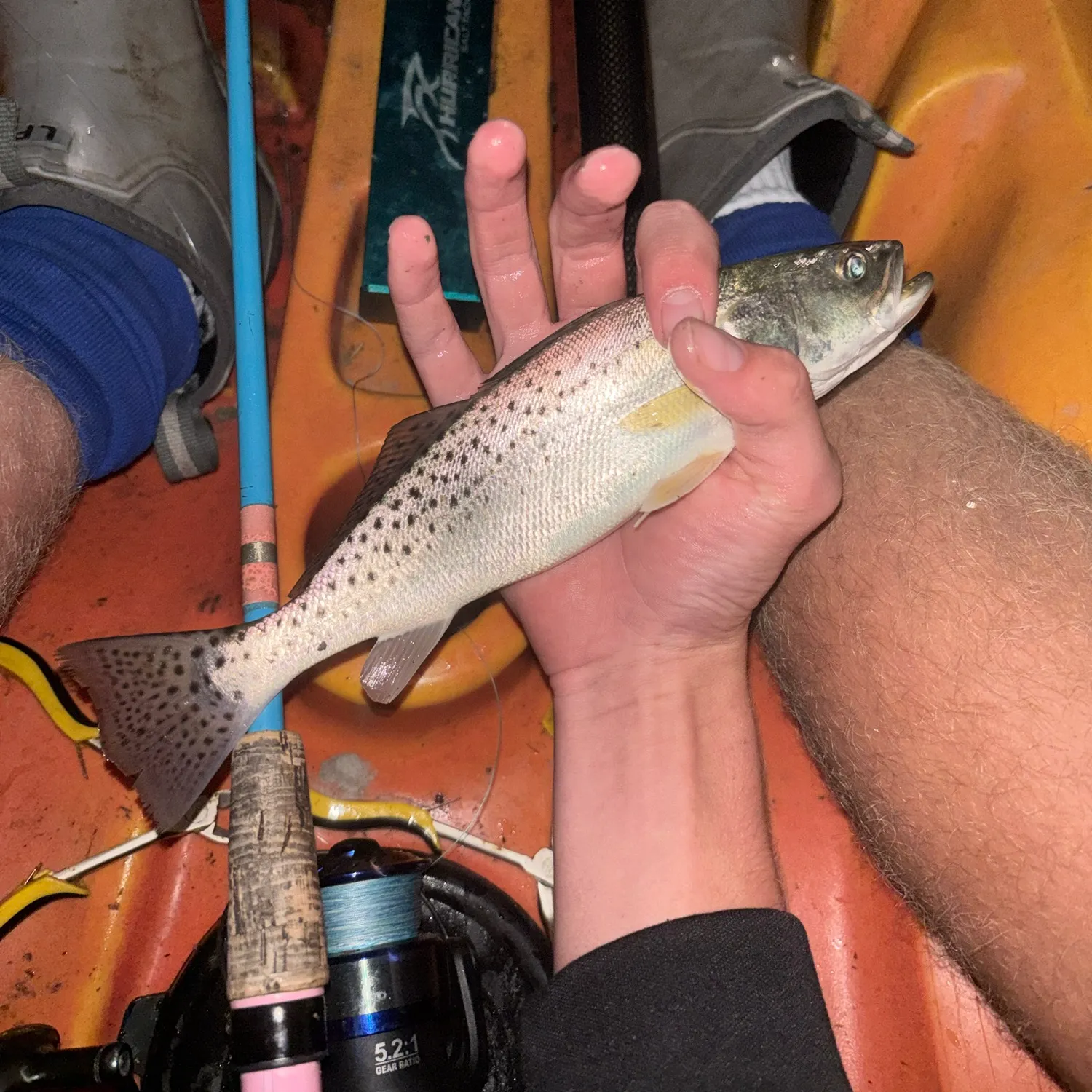 Spotted seatrout caught on Fishbrain