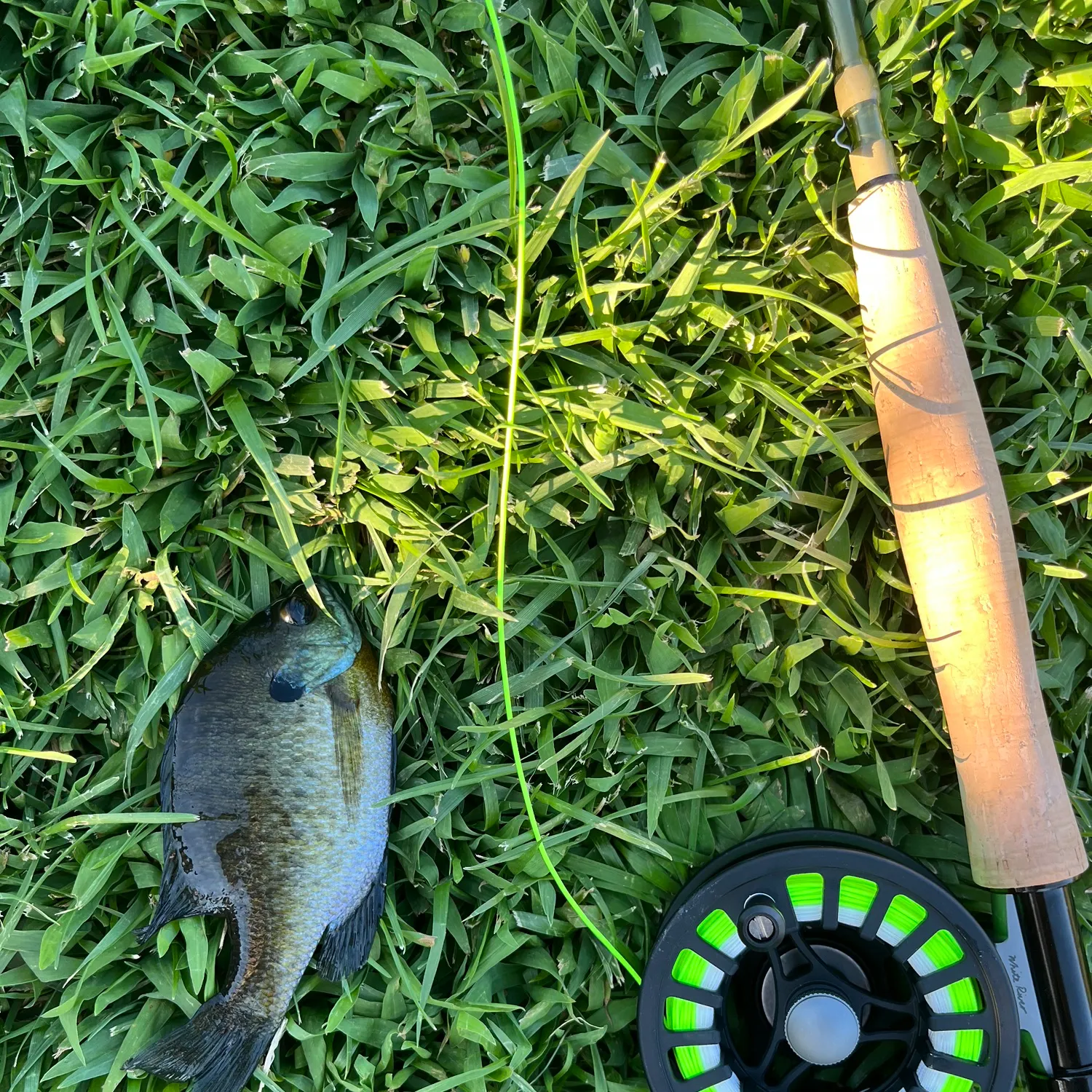 Bluegill caught on Fishbrain