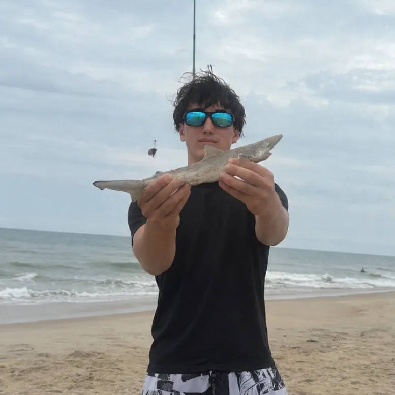 The most recent Silvertip shark catches on Fishbrain