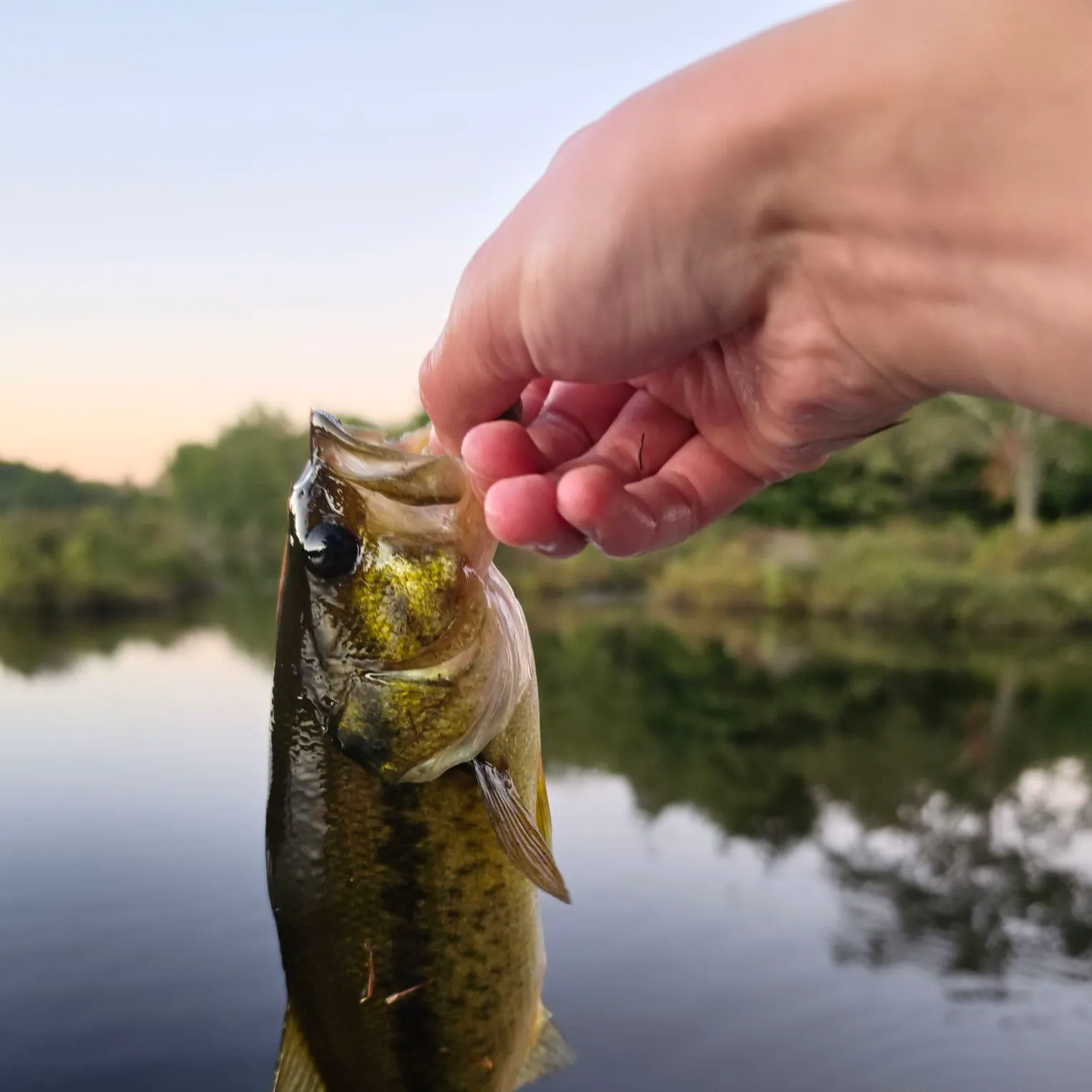 Largemouth bass caught on Fishbrain