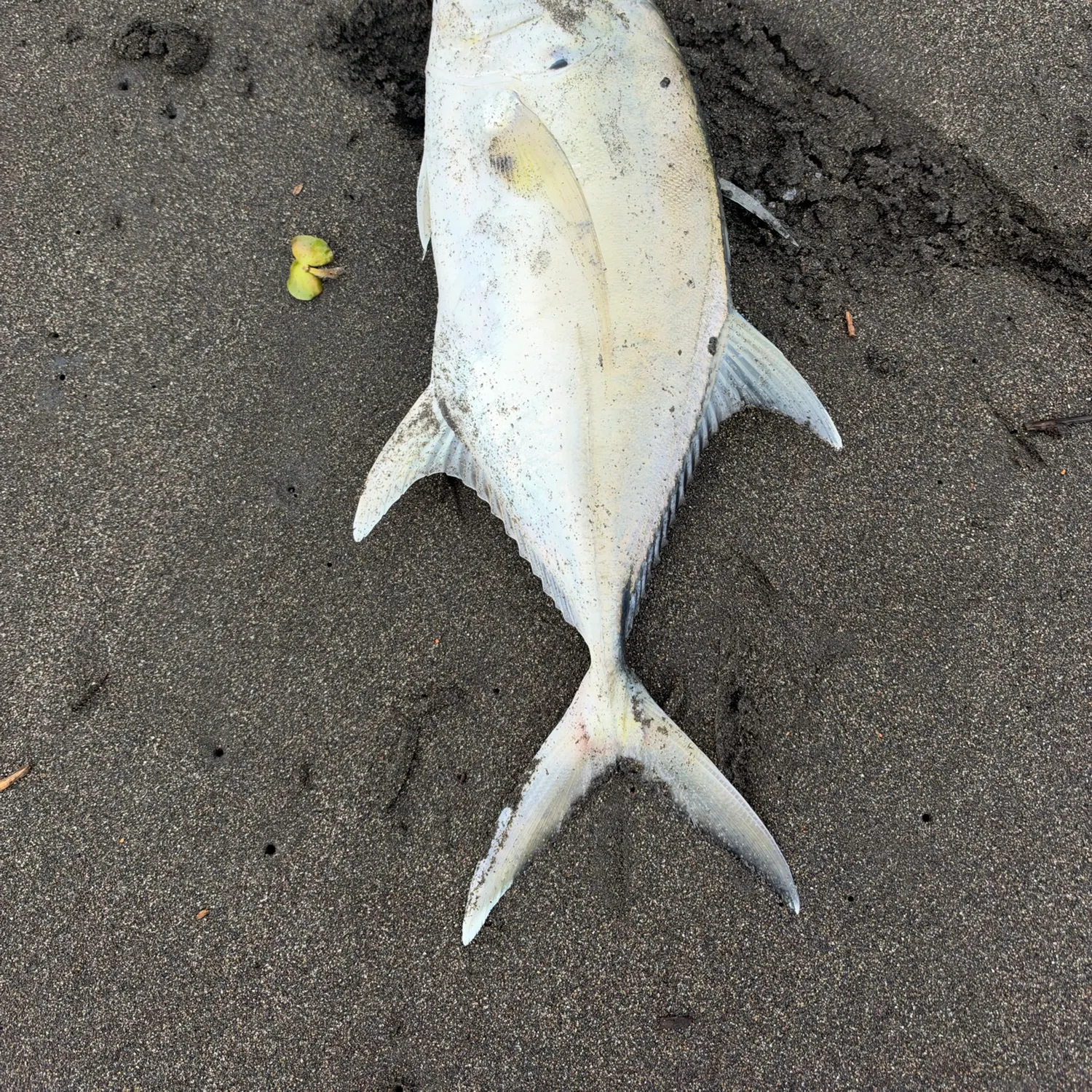 The most recent Pacific crevalle jack catches on Fishbrain