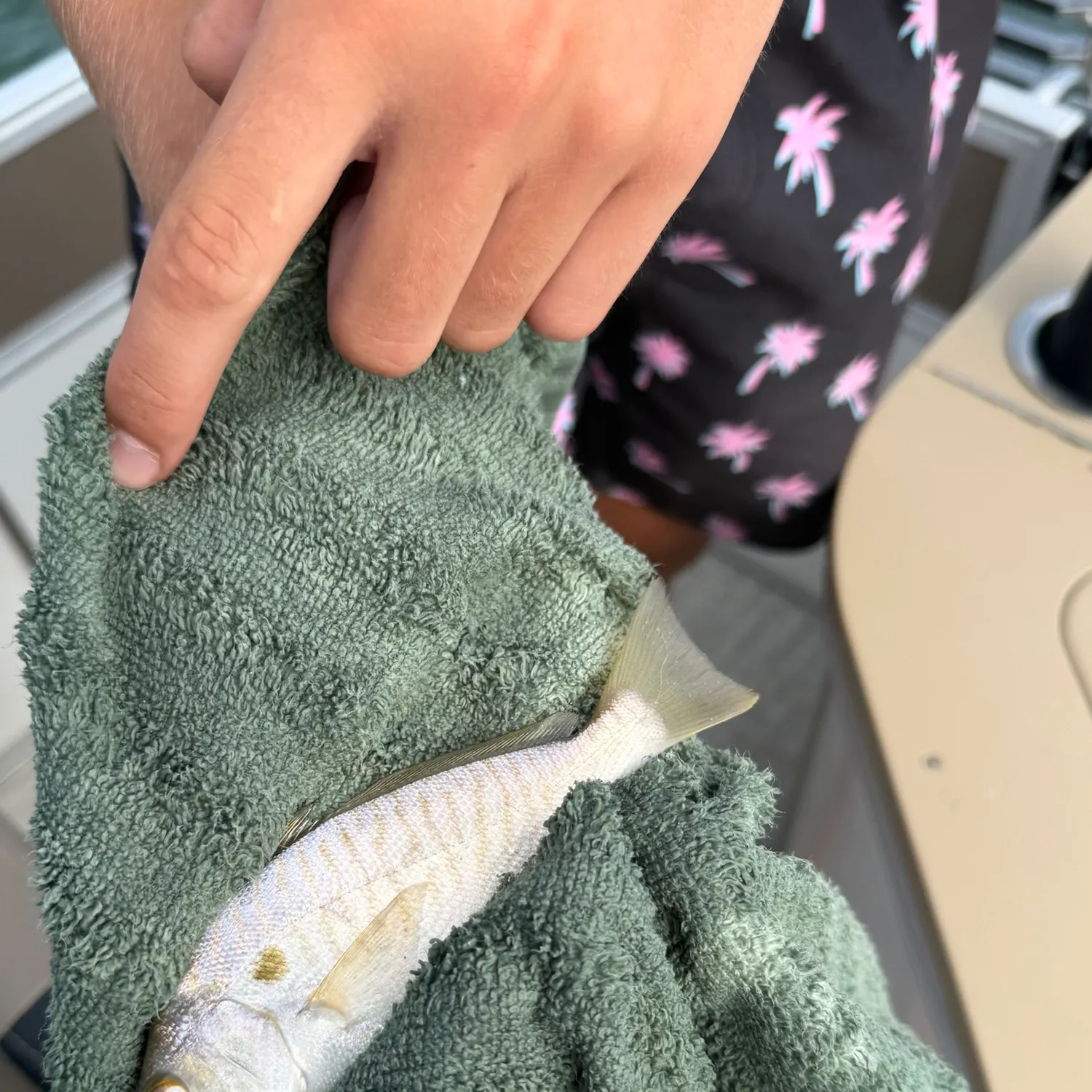 Spot croaker caught on Fishbrain