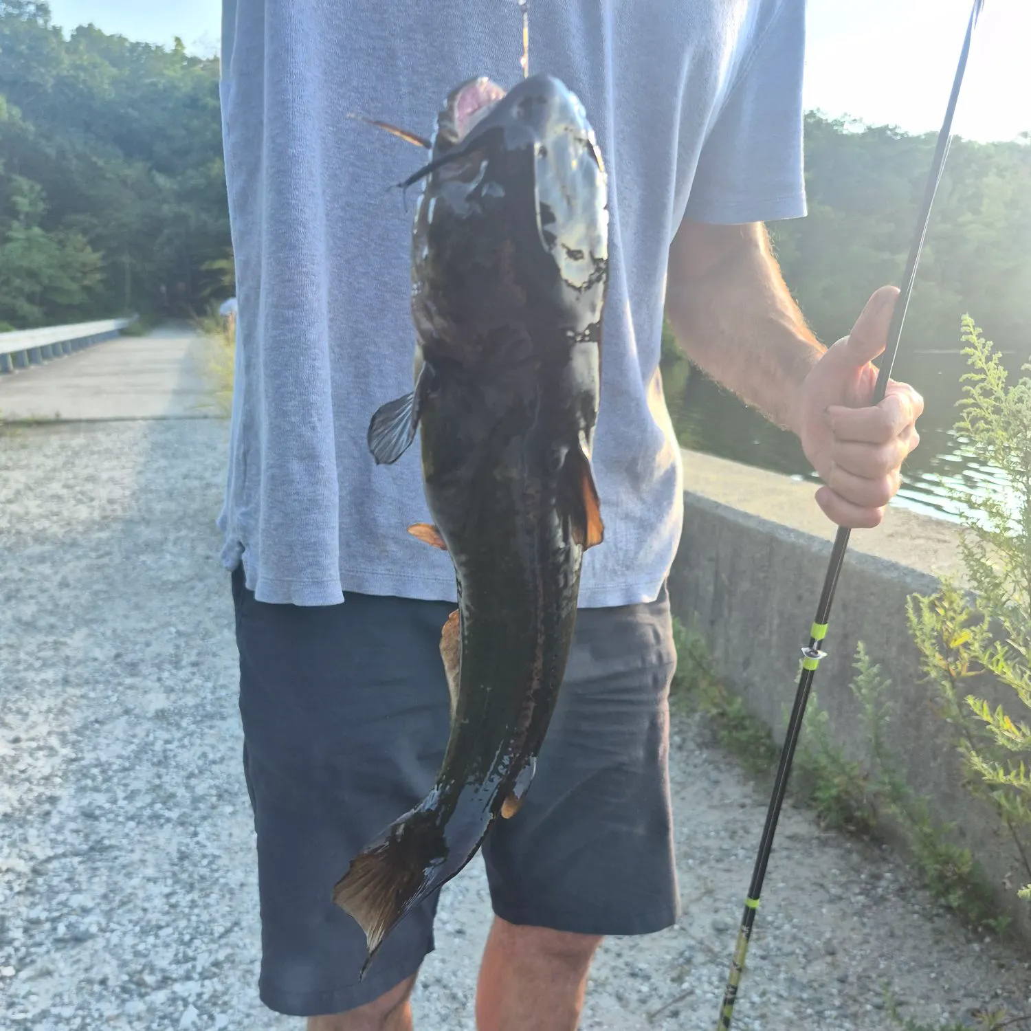 Black bullhead caught on Fishbrain