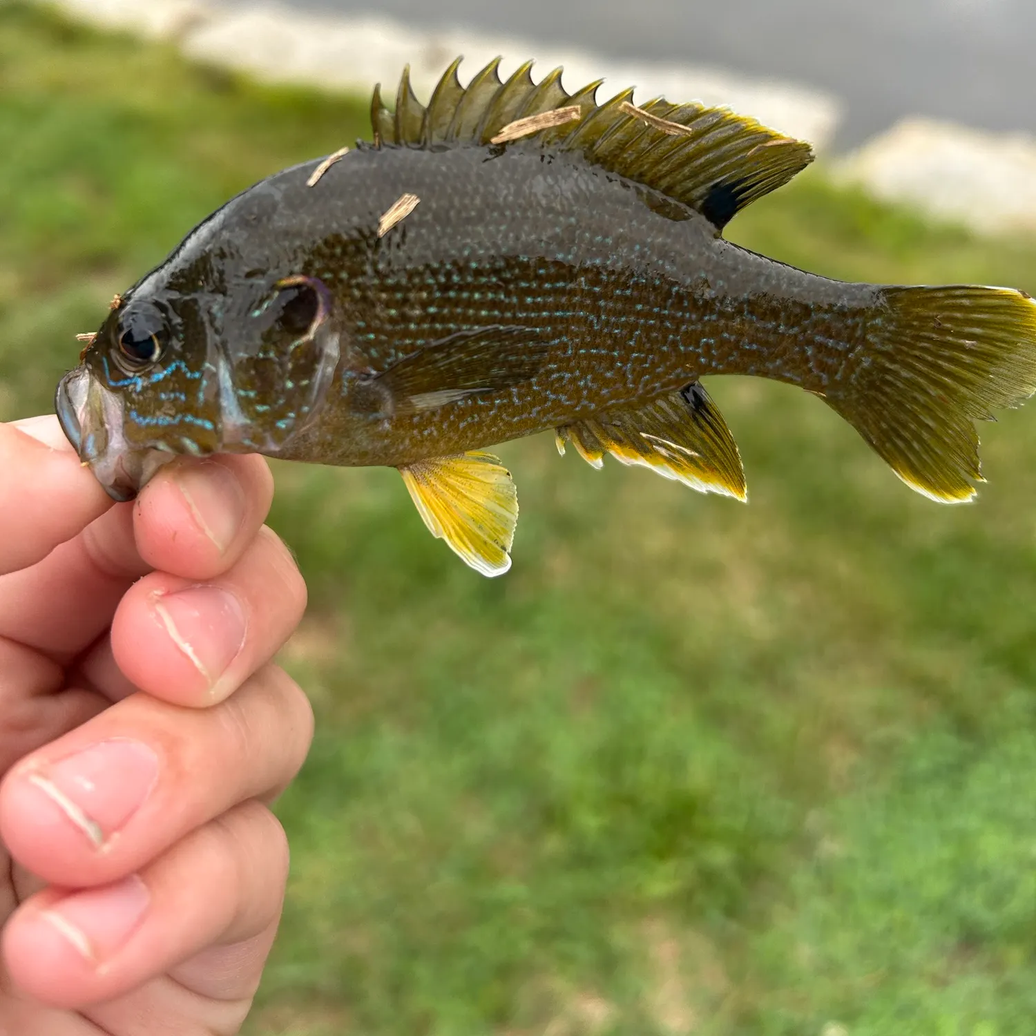 Green sunfish caught on Fishbrain