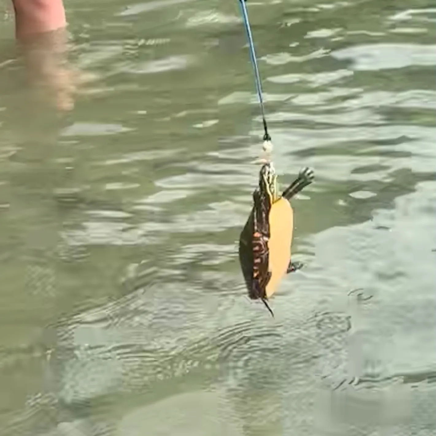 Painted turtle caught on Fishbrain