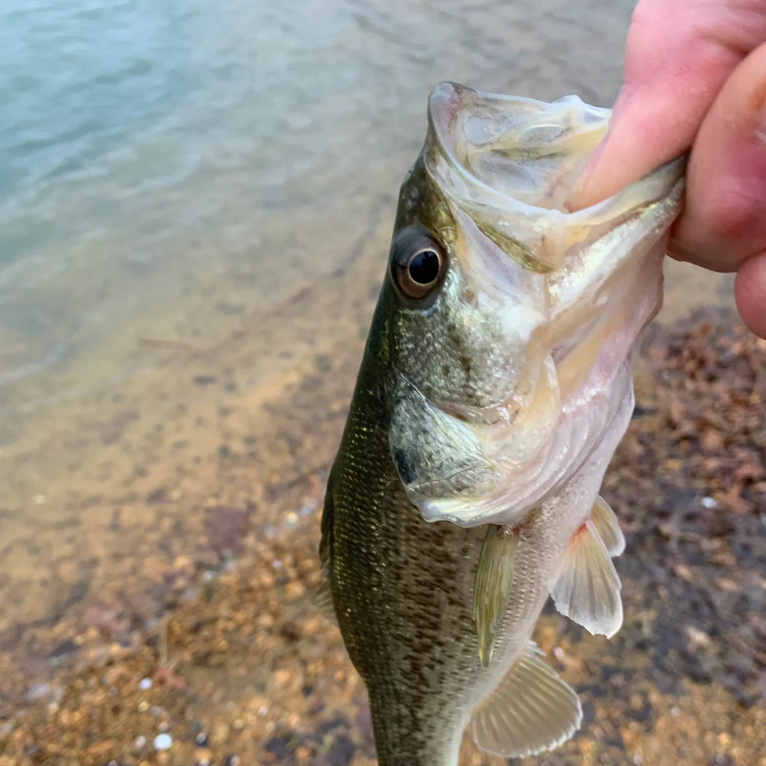 The most recent Spotted bass catches on Fishbrain