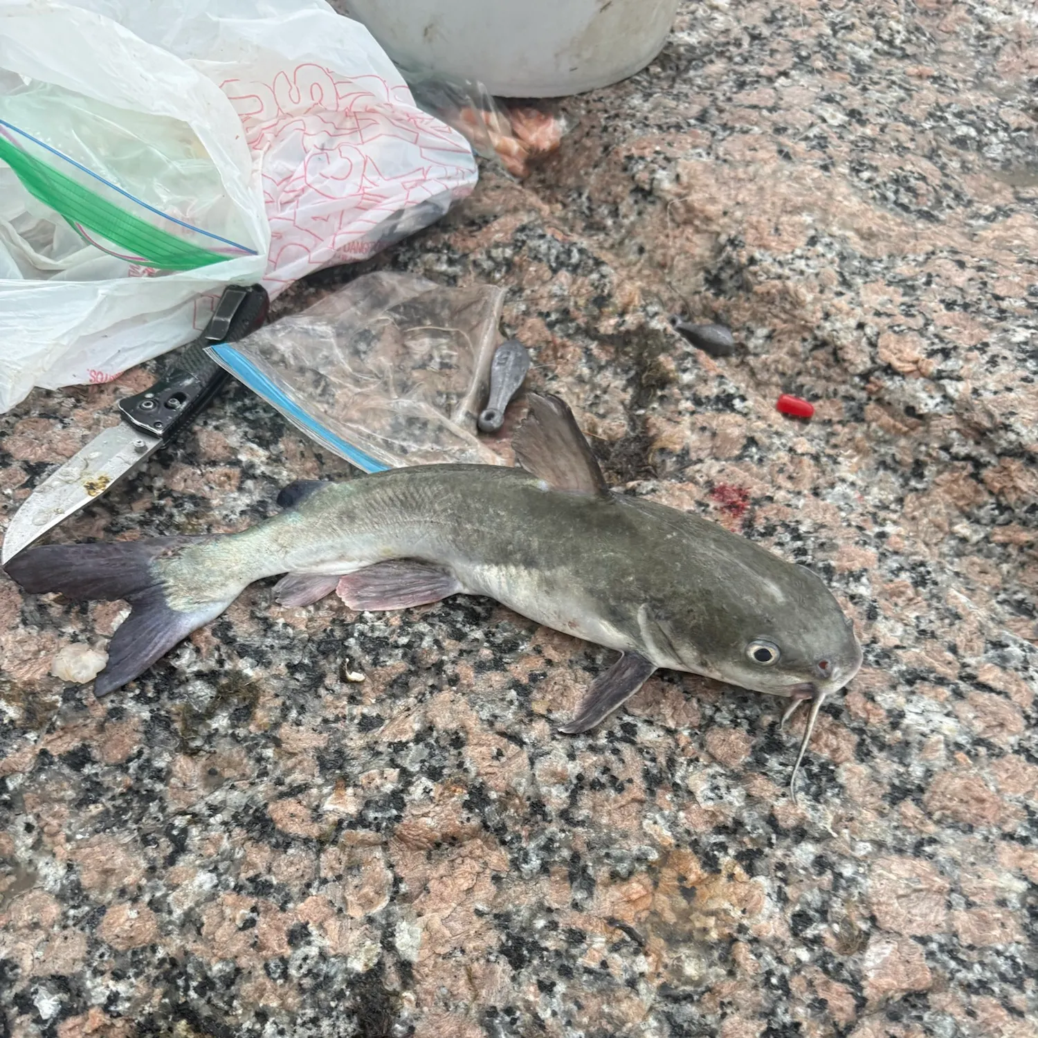 Hardhead sea catfish caught on Fishbrain