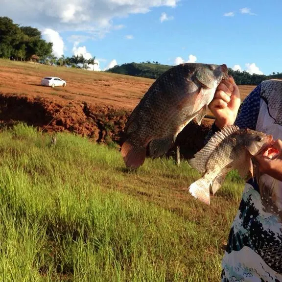 Redbreast tilapia caught on Fishbrain