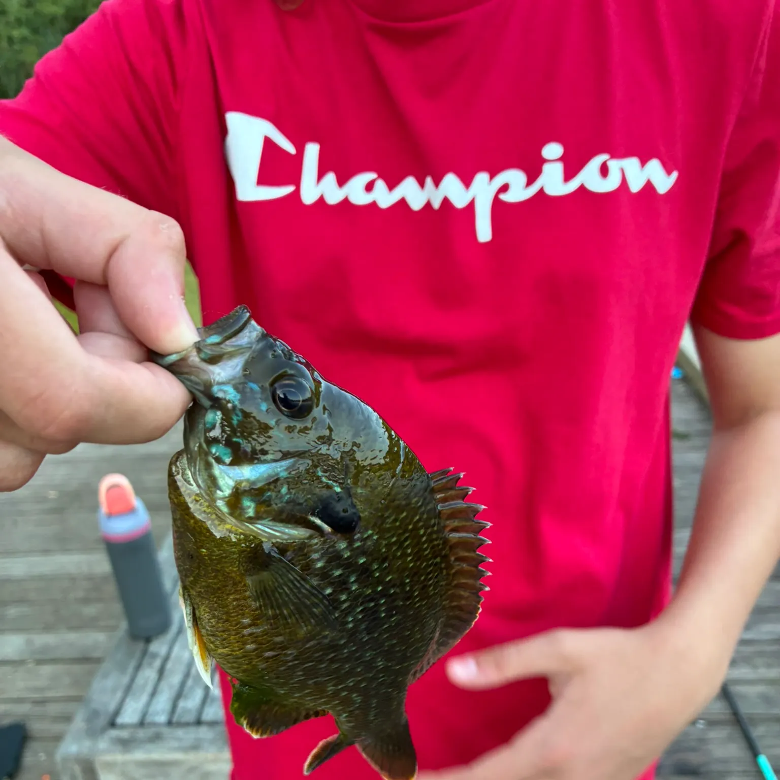 The most recent Greengill hybrid catches on Fishbrain