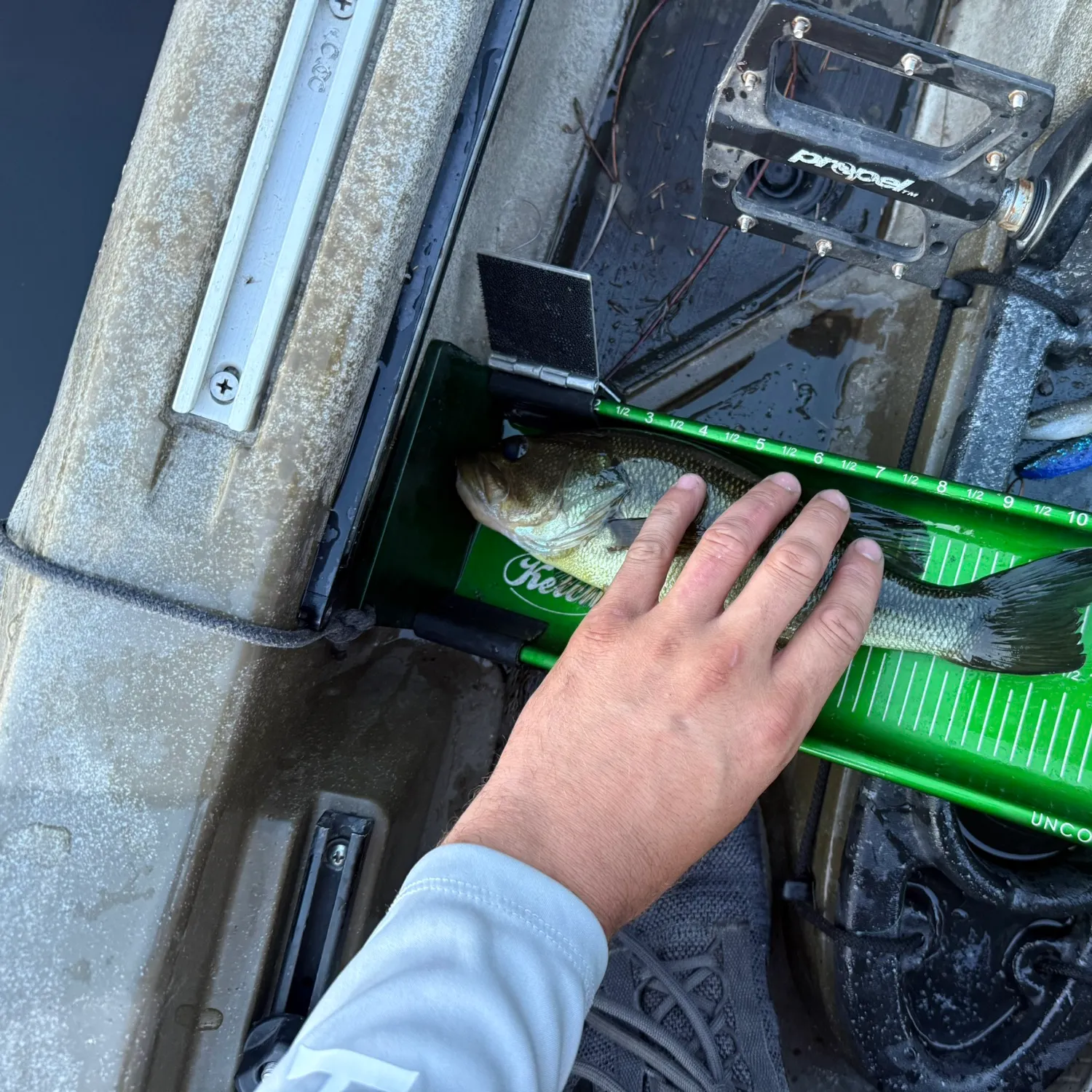 Largemouth bass caught on Fishbrain