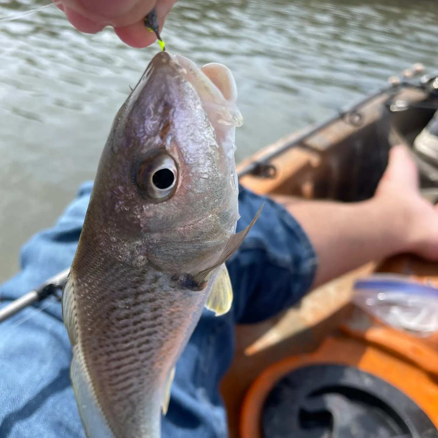The most recent Atlantic croaker catches on Fishbrain