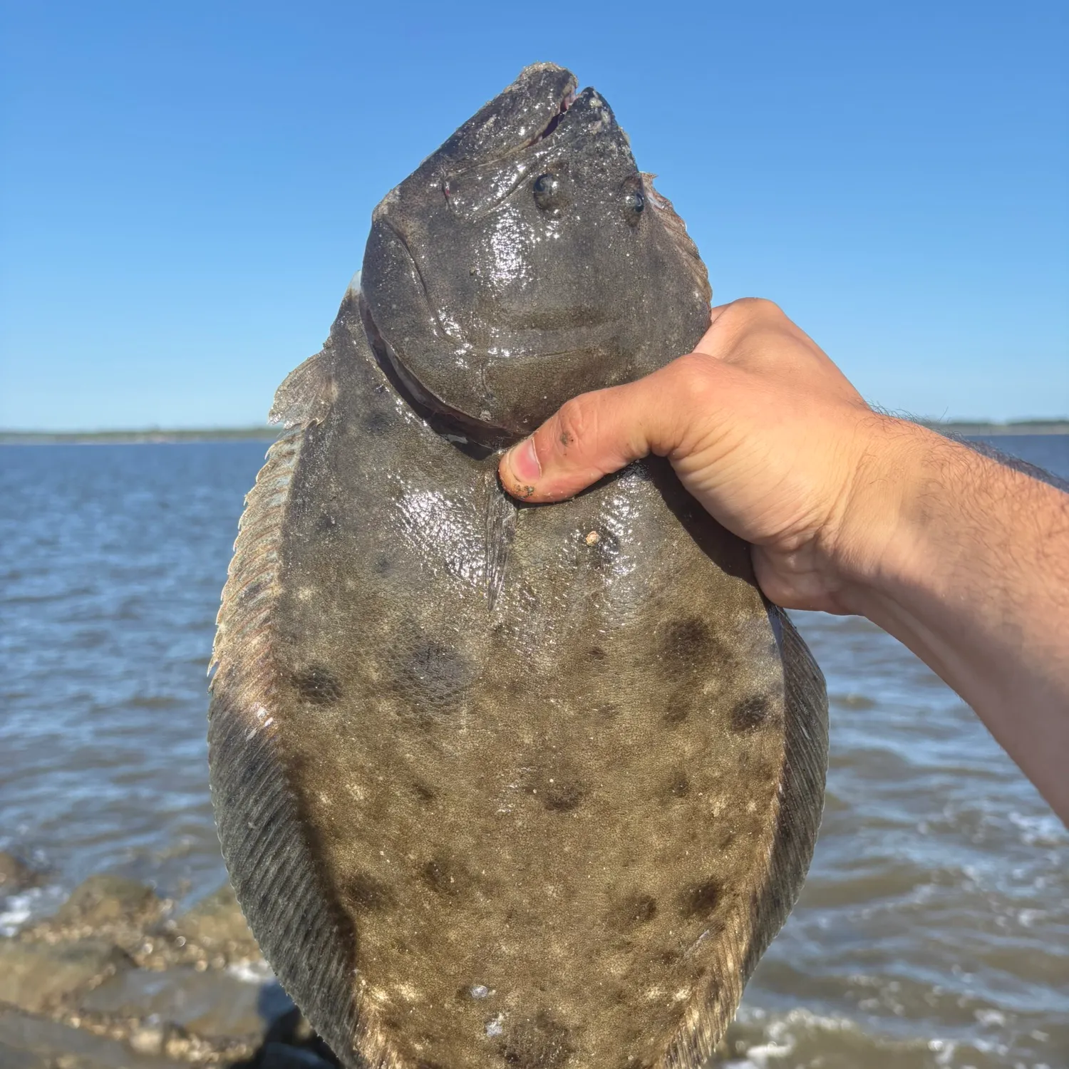 Summer flounder caught on Fishbrain