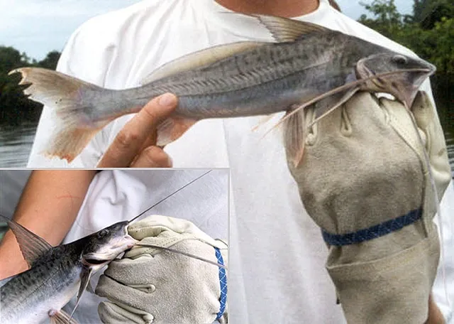 Flatwhiskered catfish