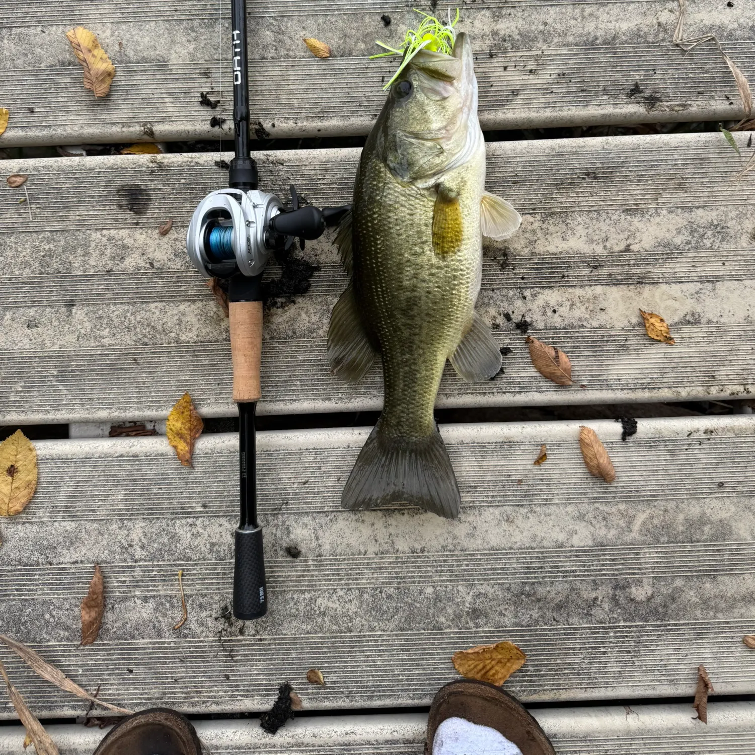 Largemouth bass caught on Fishbrain