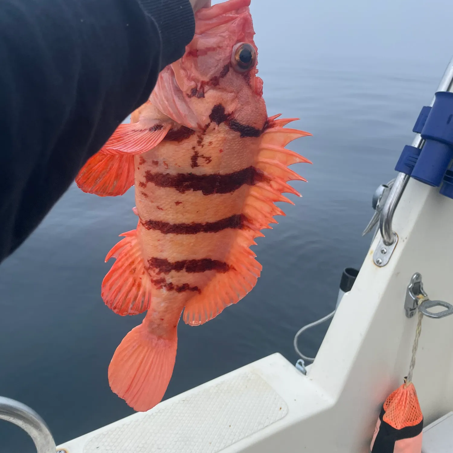 The most recent Tiger rockfish catches on Fishbrain