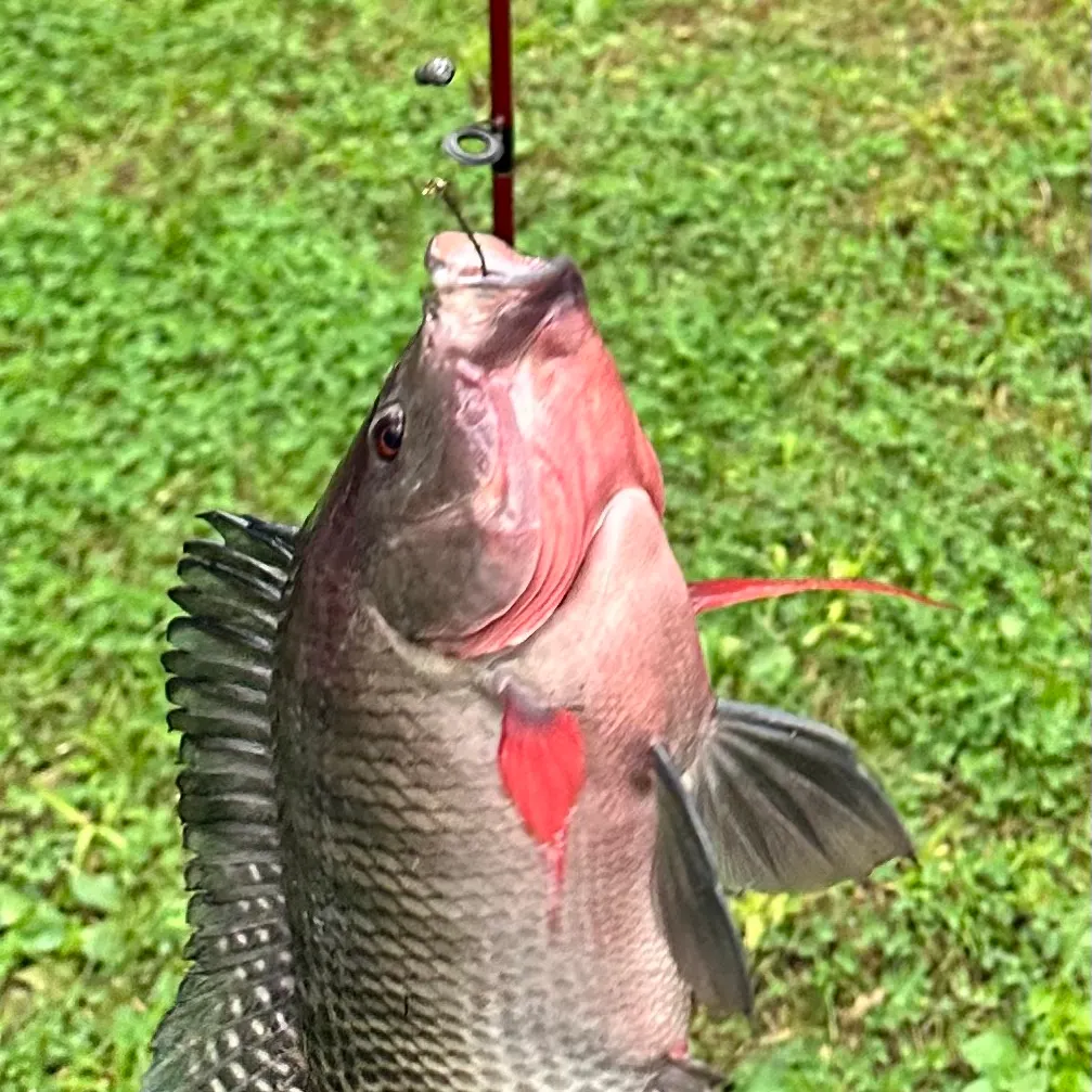 The most recent Redbreast tilapia catches on Fishbrain