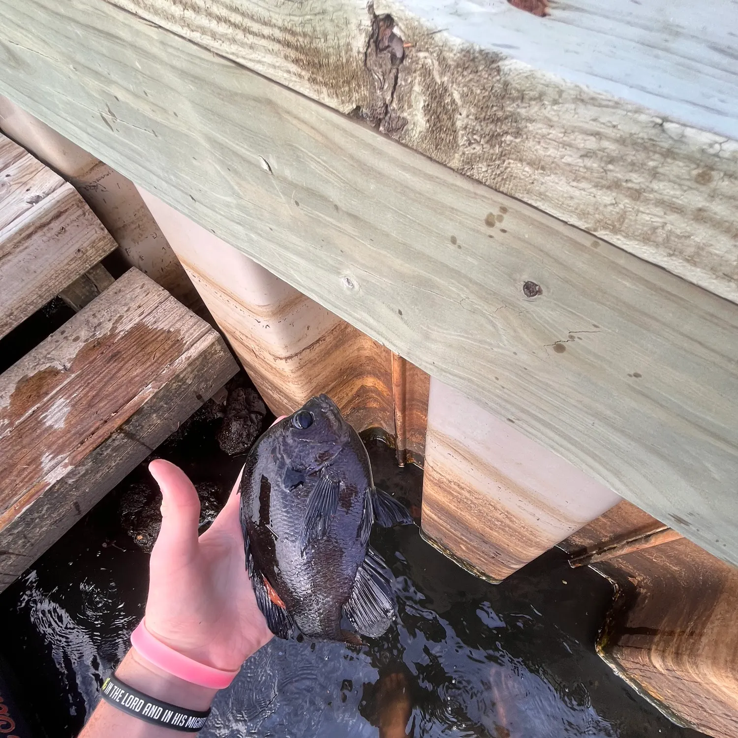 Bluegill caught on Fishbrain