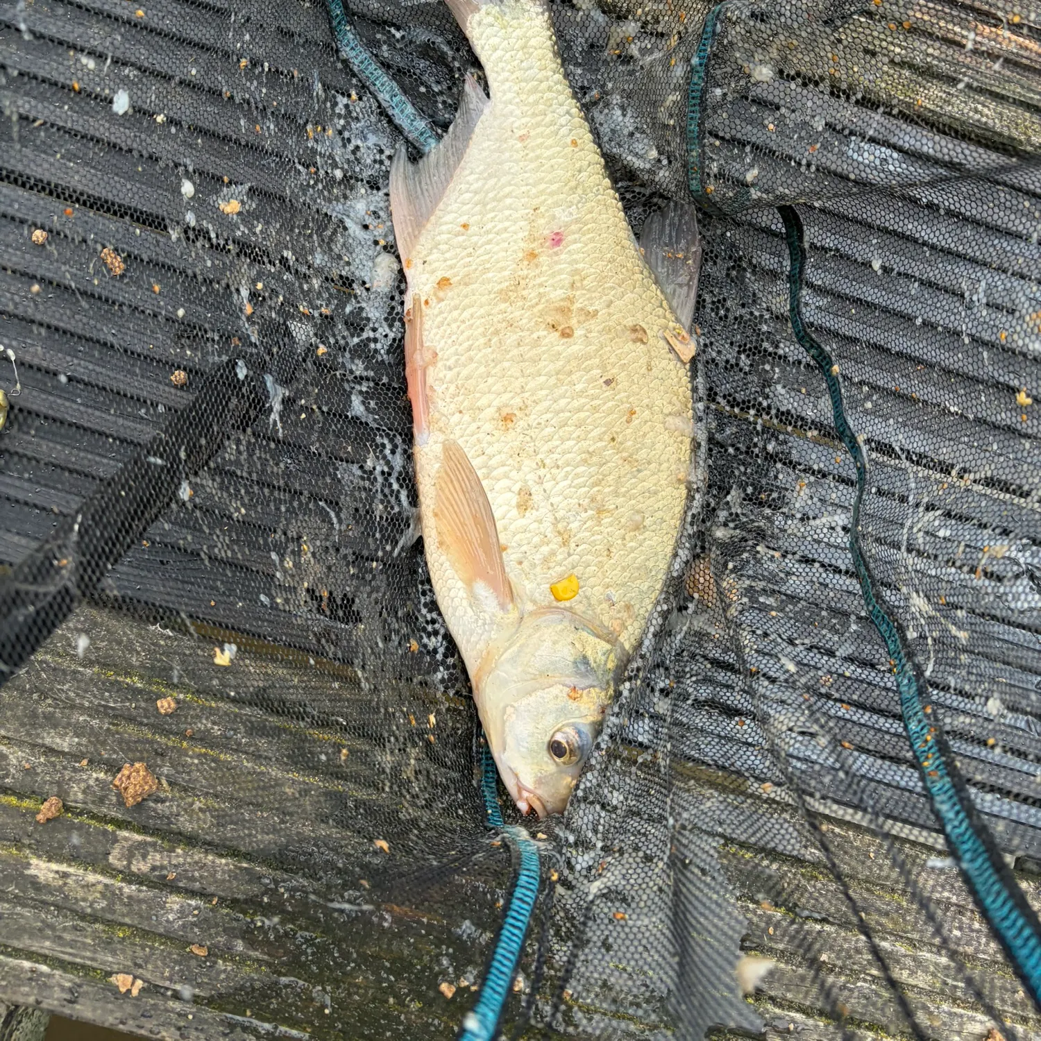 The most recent Common bream catches on Fishbrain