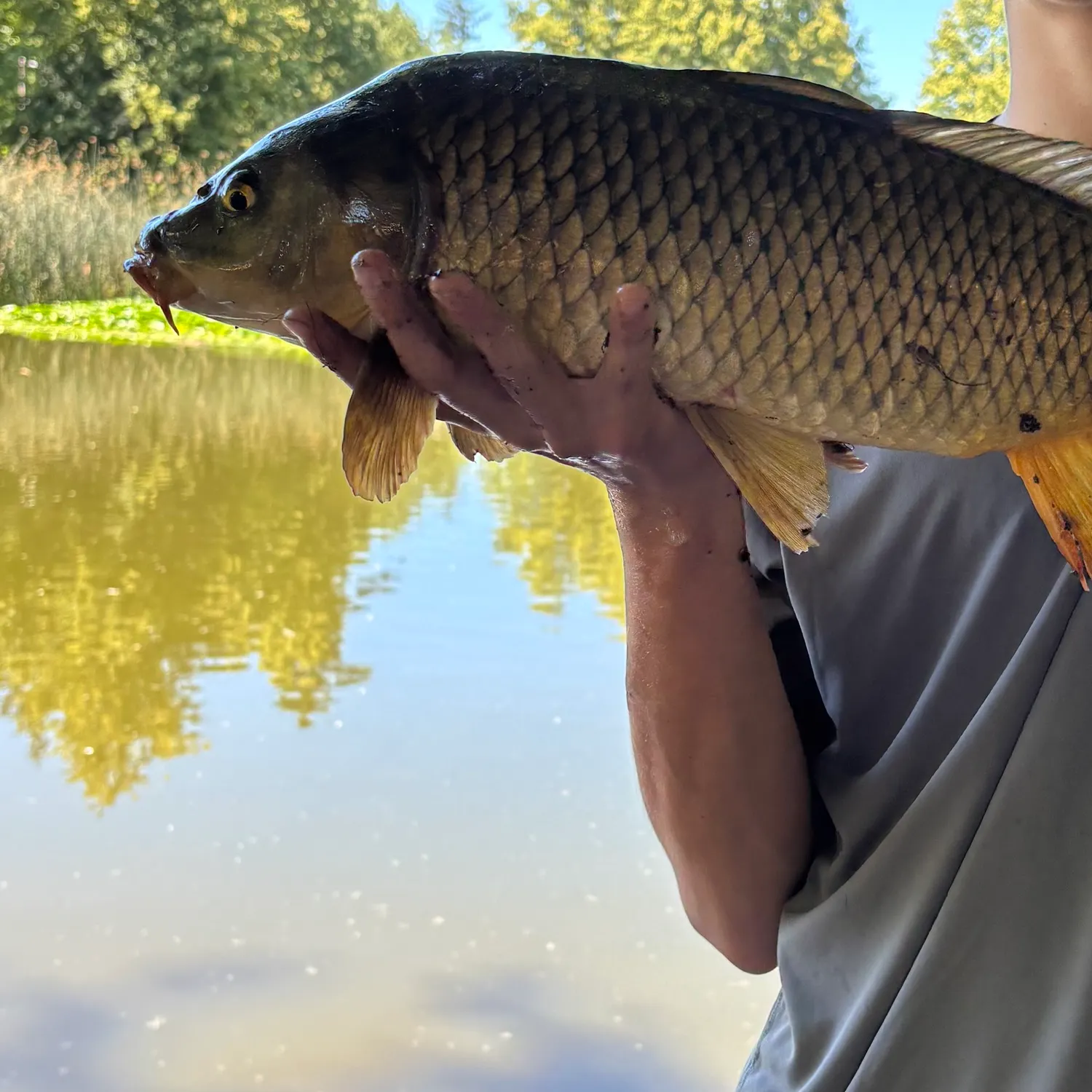 Common carp caught on Fishbrain
