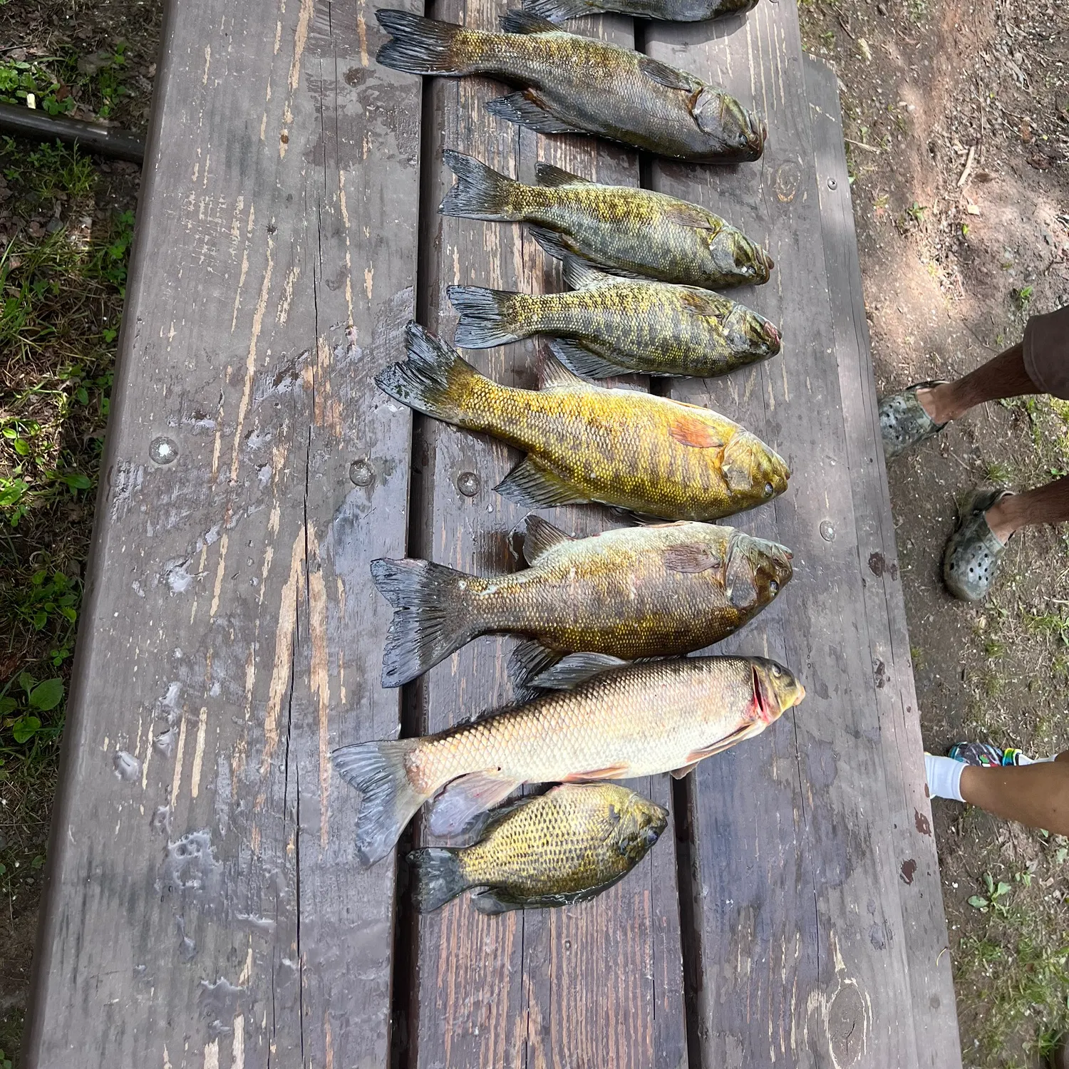 recently logged catches