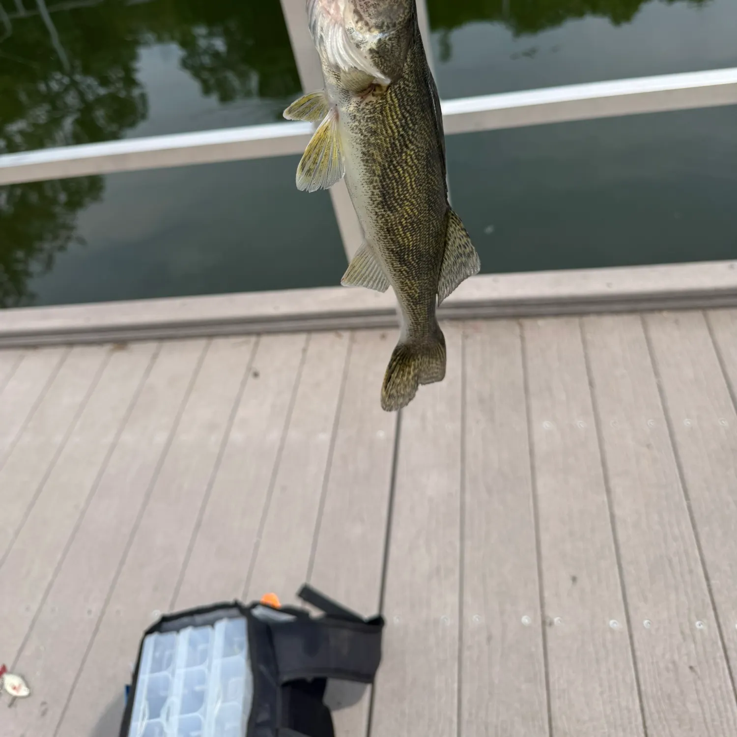 The most recent Sauger catches on Fishbrain