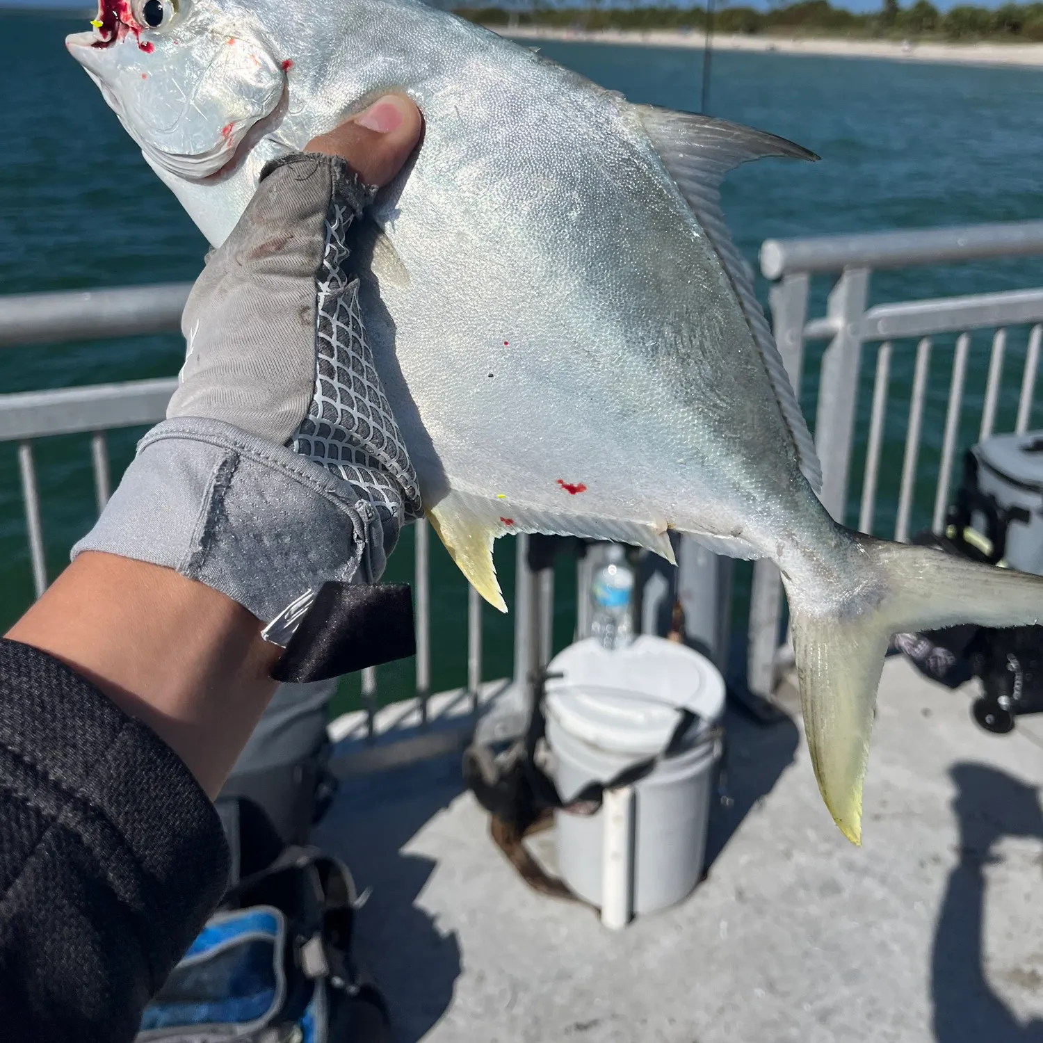 The most recent Florida pompano catches on Fishbrain