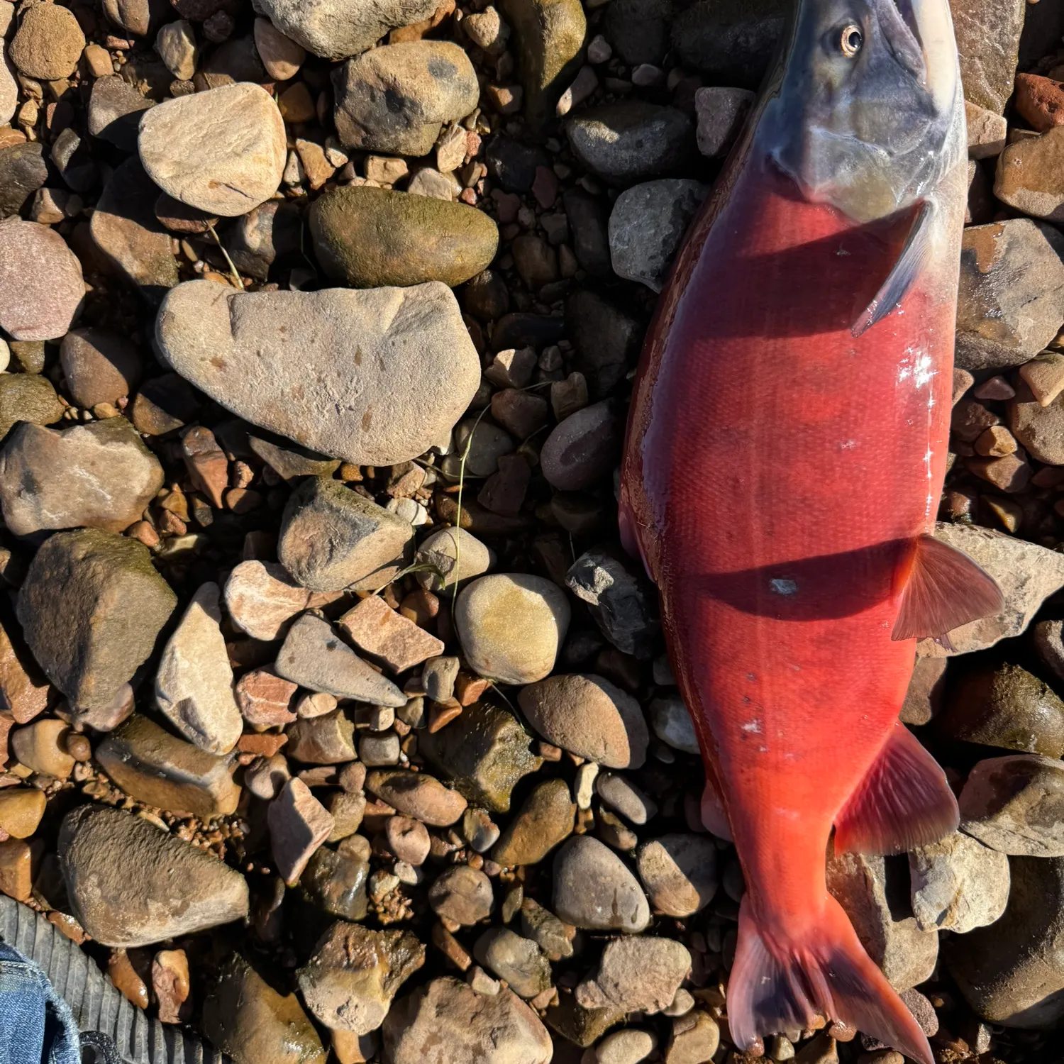 Kokanee salmon caught on Fishbrain