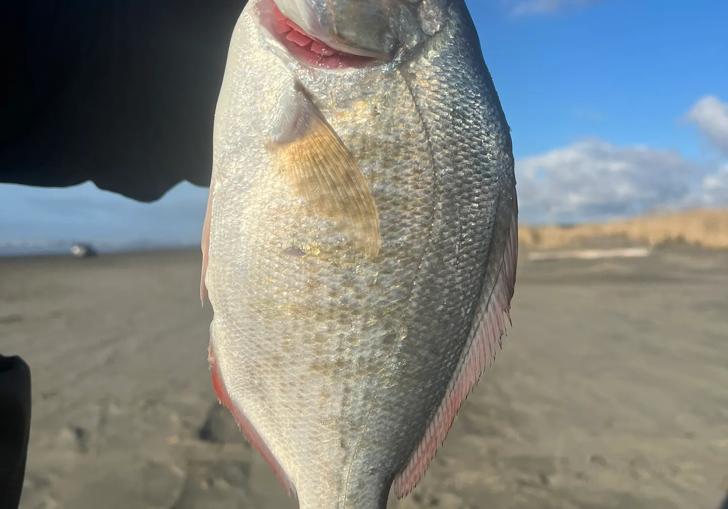 Redtail surfperch