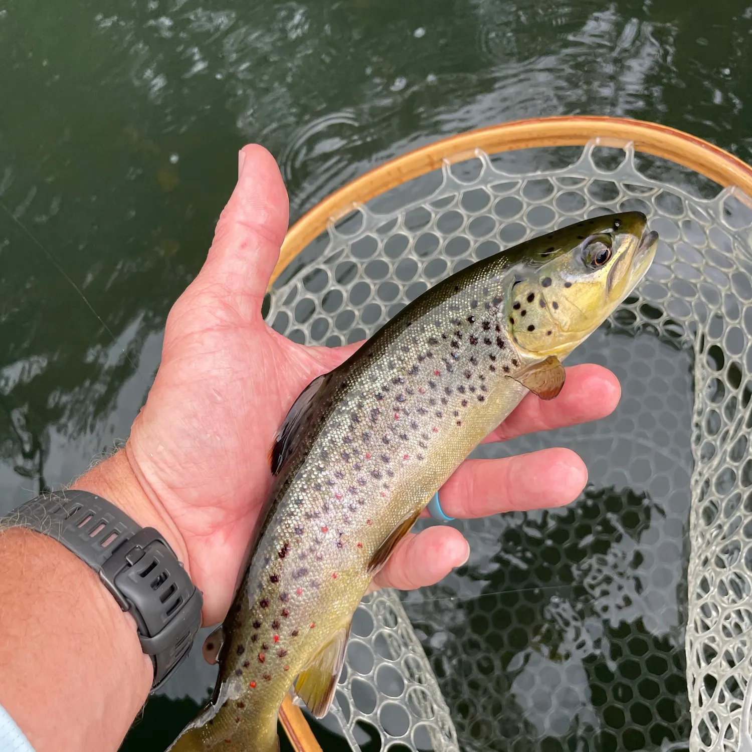 Brown trout caught on Fishbrain