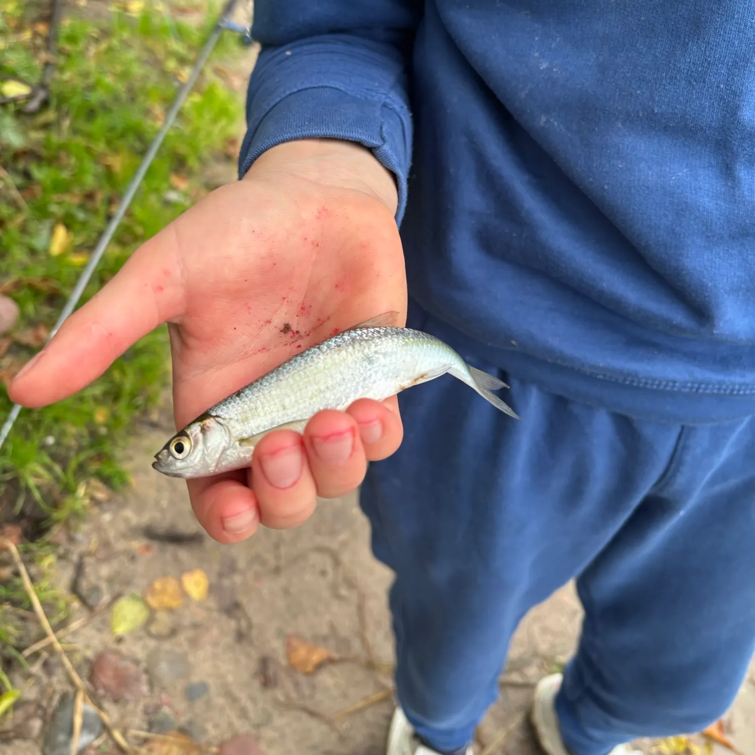 Common bream caught on Fishbrain