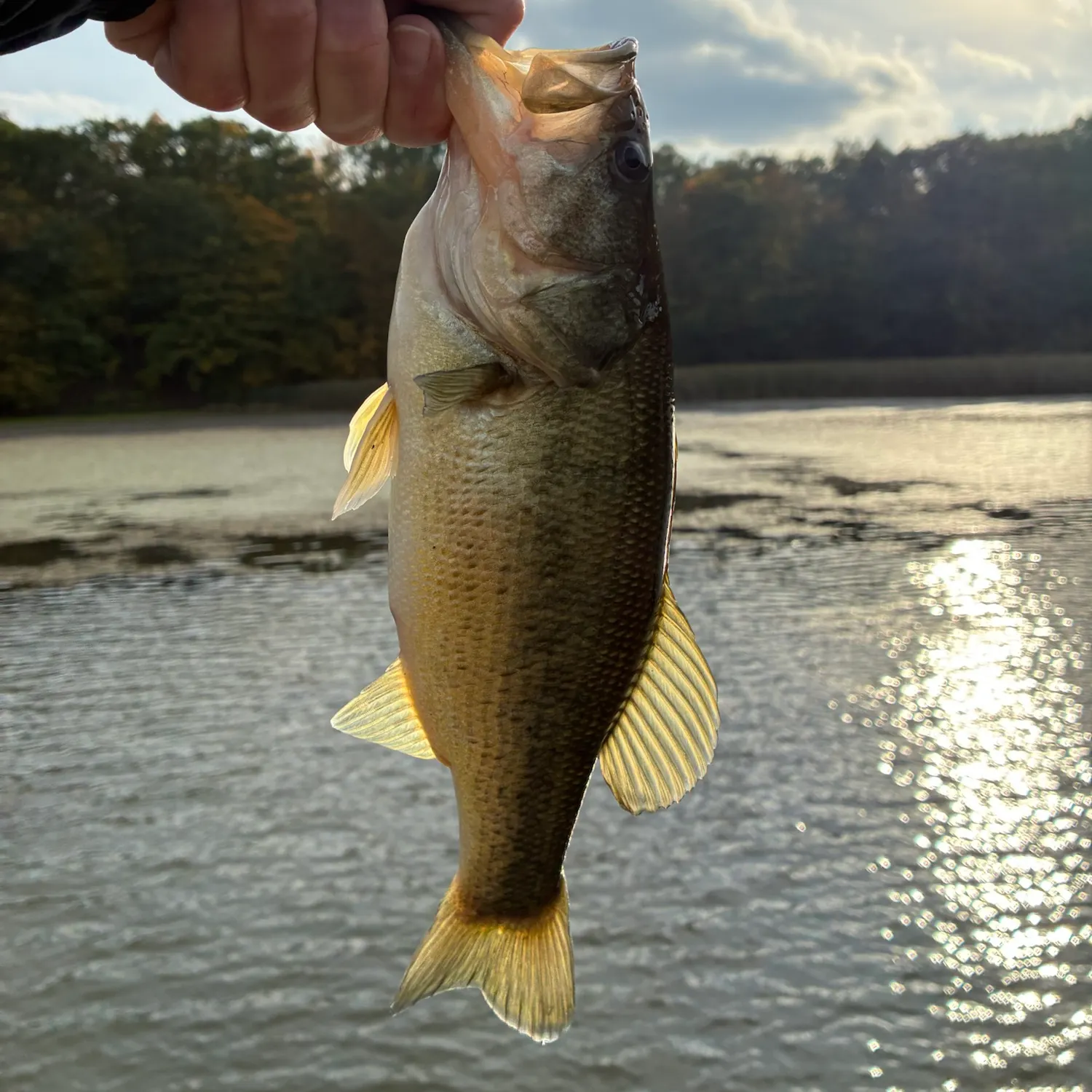 Largemouth bass caught on Fishbrain